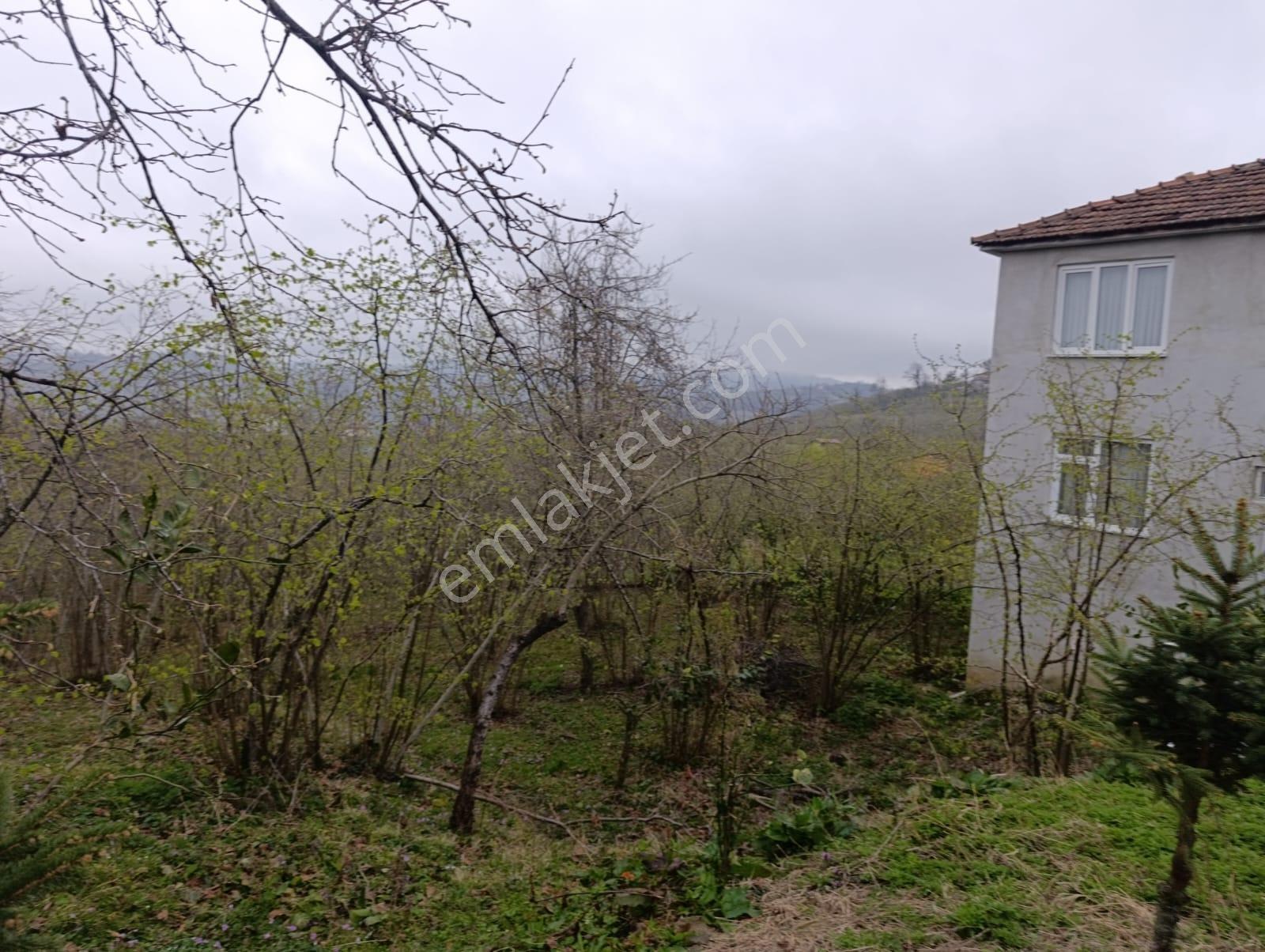 Satılık Ev Ve Arazi Fatsa Kılıçlı - Görsel 13