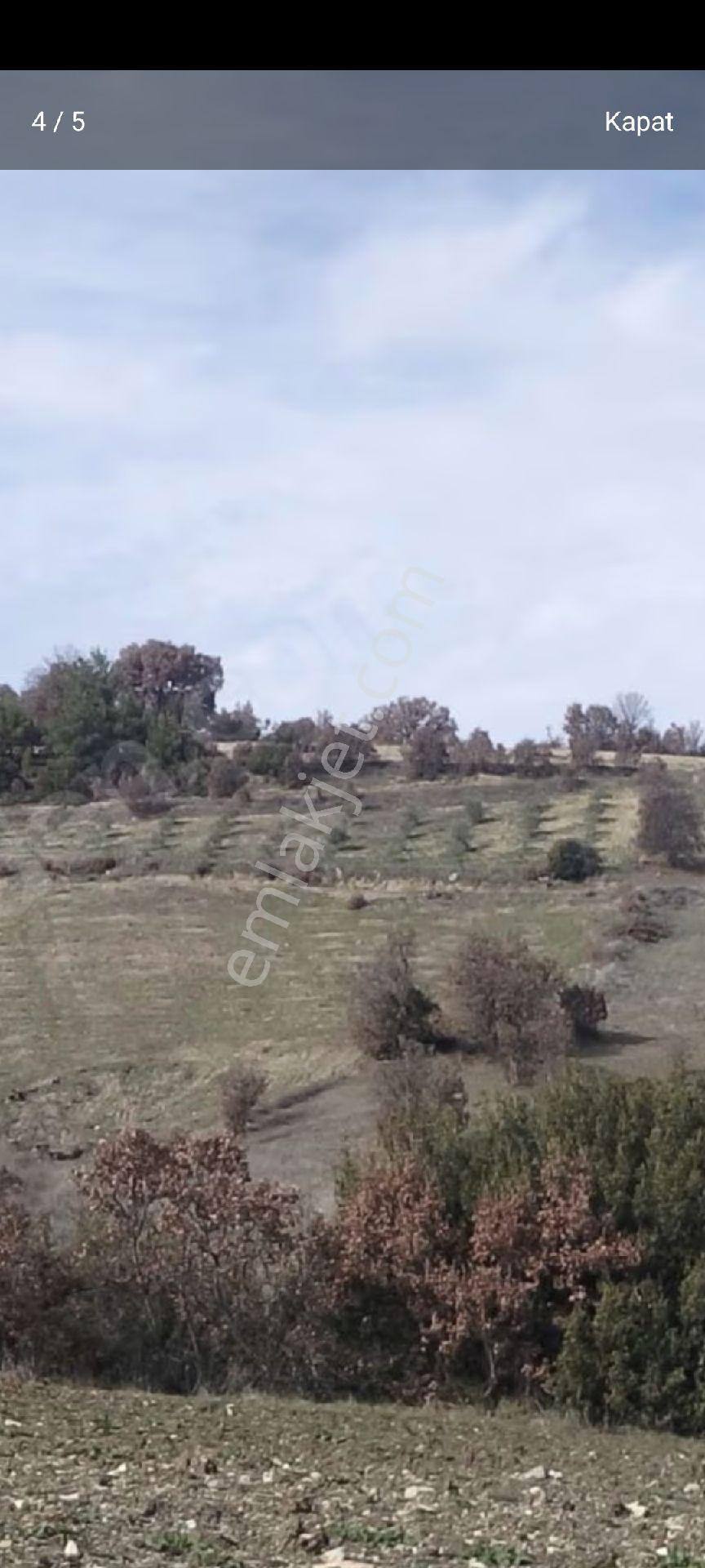 My Ekipdenegedemanisa Demirci İciklerde Yatırımlık Arazi - Görsel 12