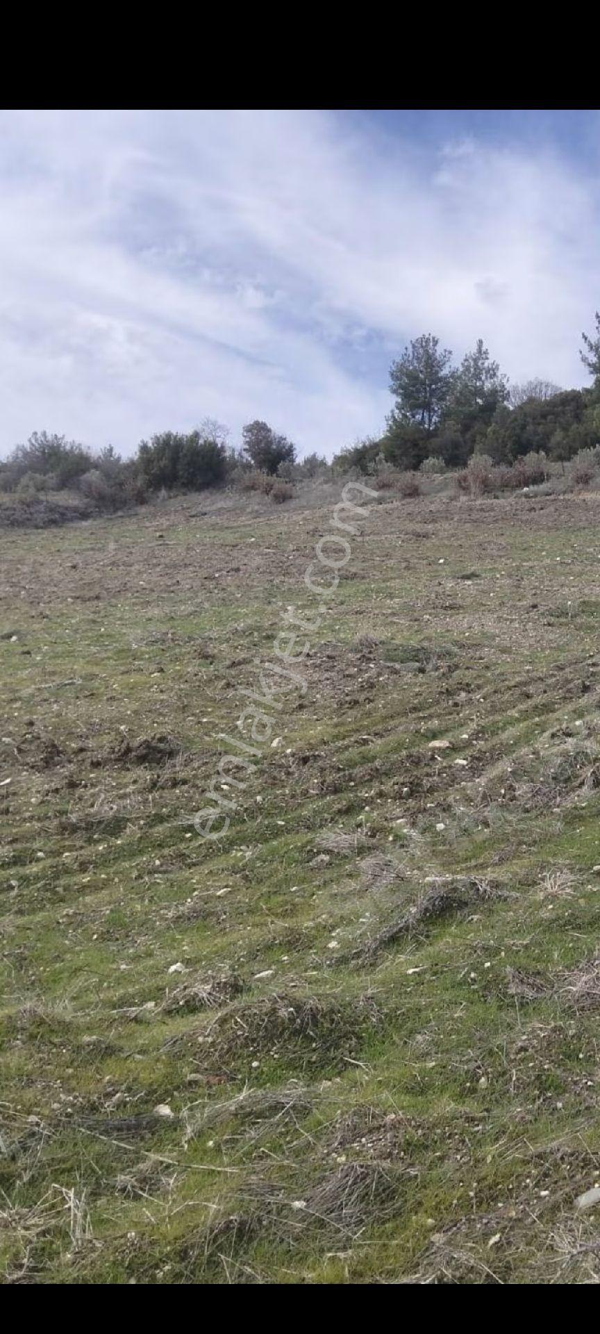 My Ekipdenegedemanisa Demirci İciklerde Yatırımlık Arazi - Görsel 3