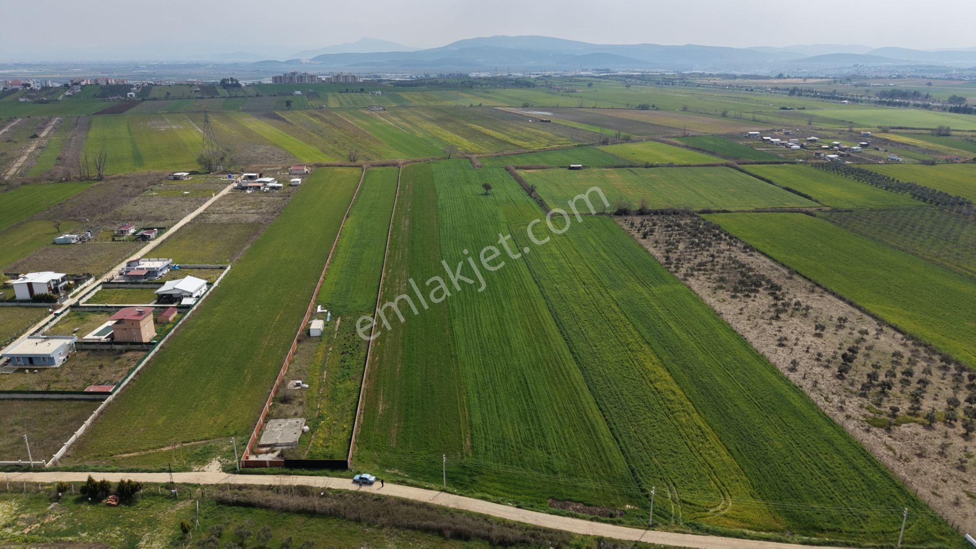İzmir Oğlananası Satılık Tektapu 11.385 M2 Yol Cepheli Kelepir Fiyata Arazi - Görsel 6