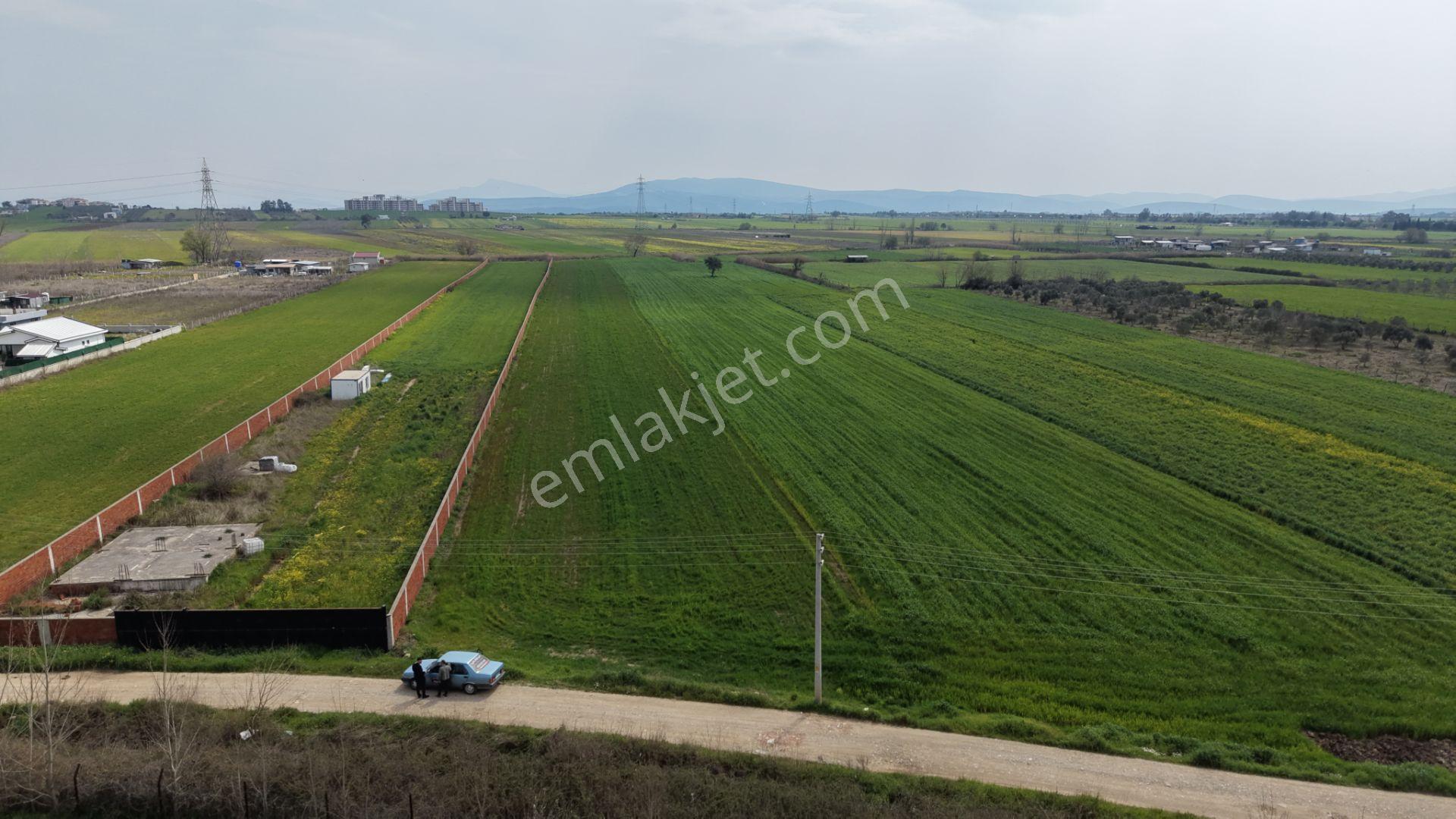İzmir Oğlananası Satılık Tektapu 11.385 M2 Yol Cepheli Kelepir Fiyata Arazi