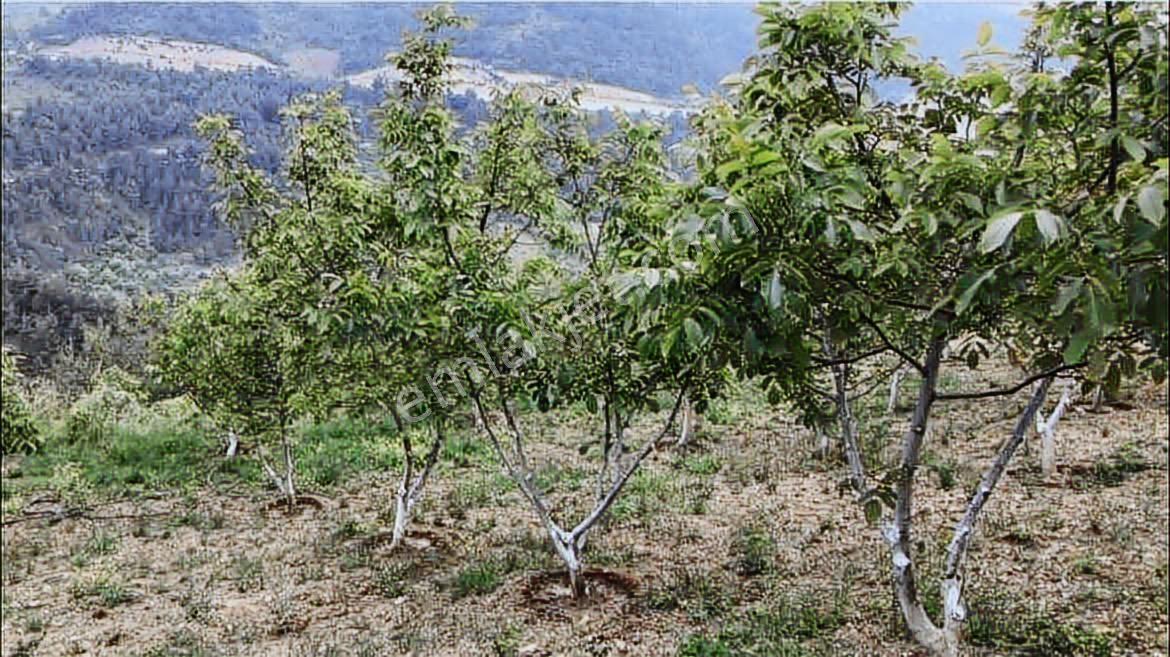 Sakarya Geyve Satılık Tarla - Görsel 5