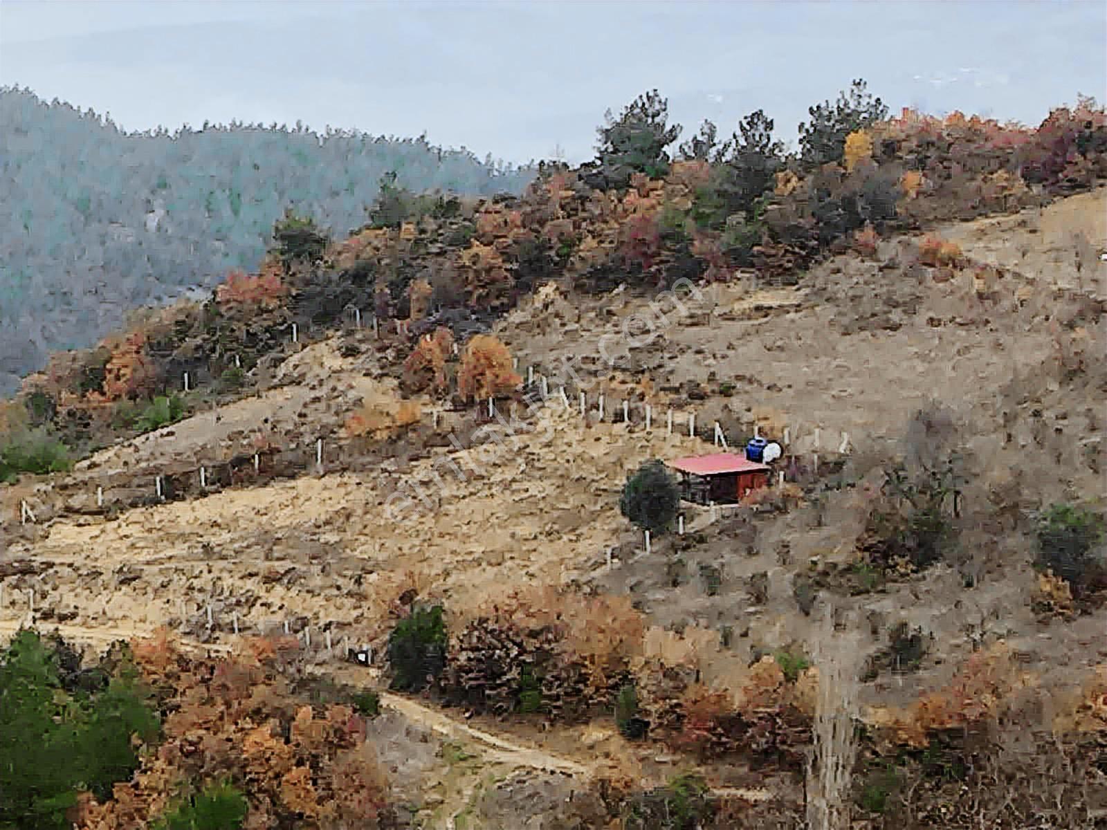 Sakarya Geyve Satılık Tarla - Görsel 3