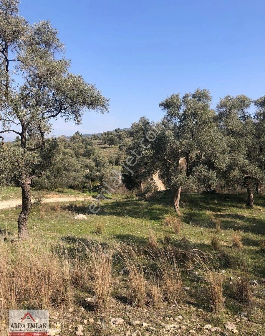 Milas Balçık Mevkisinde Satılık Zeytinlik - Görsel 7