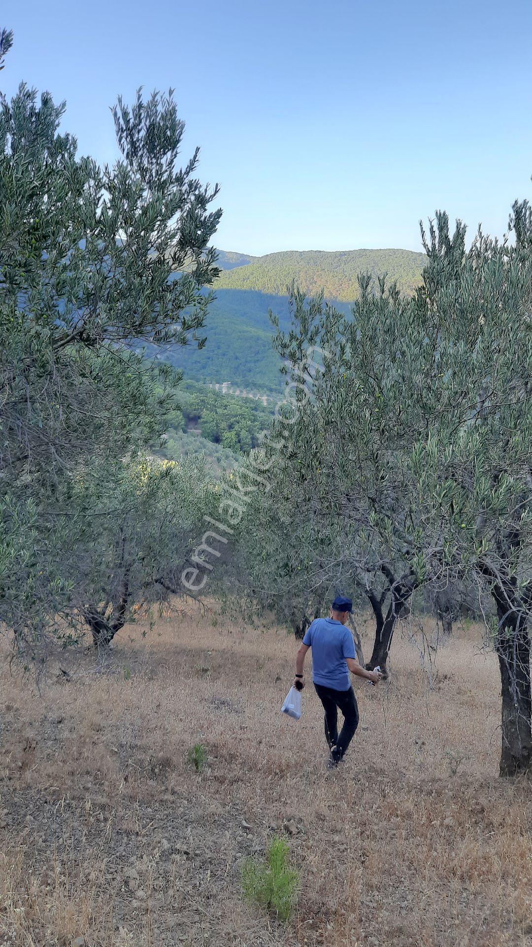 Kısa Süreliğine Kızılkeçilide 7.220 M2 Zeytinlik 3.850.000 Yerine 3.500.000 Tl( 1 Hafta Geçerli) - Görsel 3