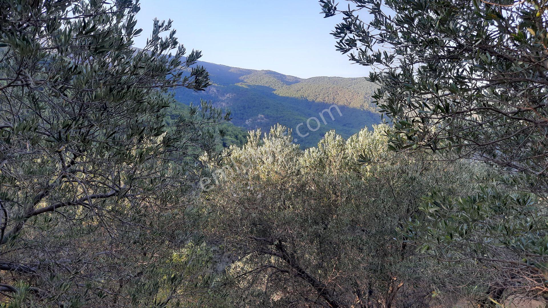 Kısa Süreliğine Kızılkeçilide 7.220 M2 Zeytinlik 3.850.000 Yerine 3.500.000 Tl( 1 Hafta Geçerli) - Görsel 4