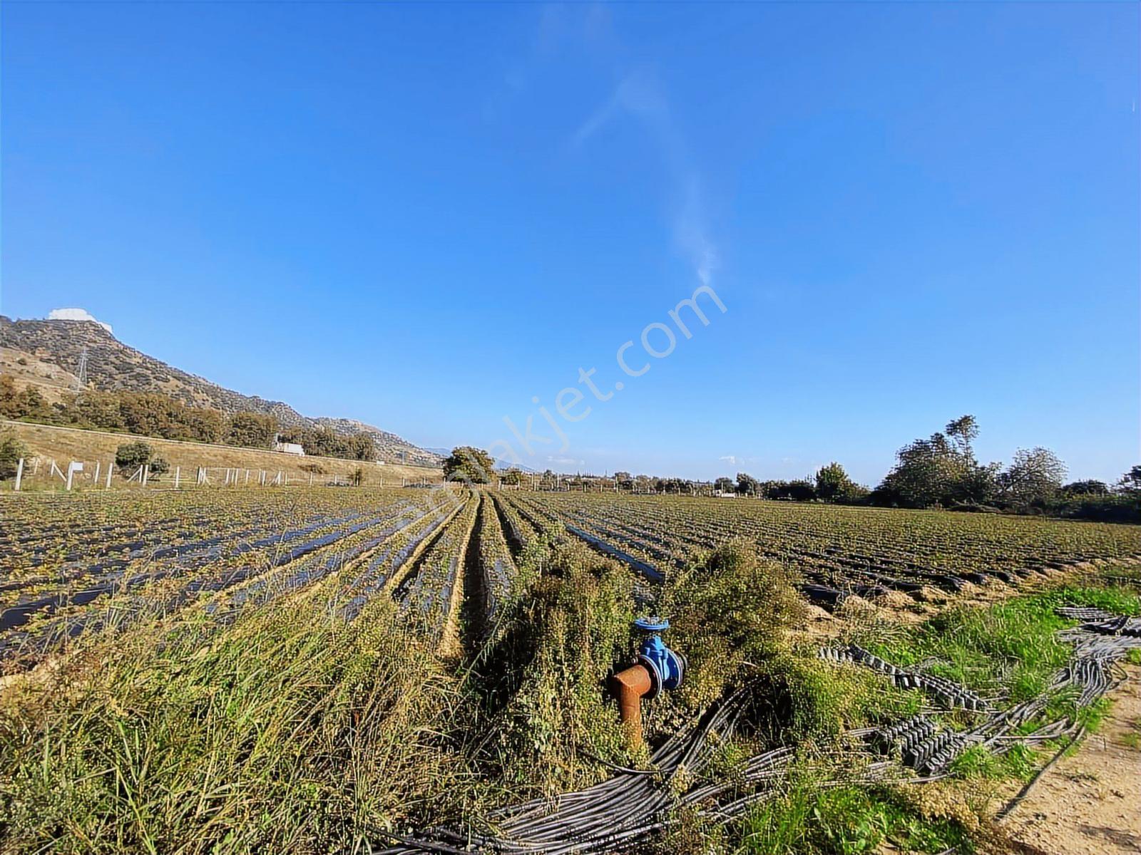 Aydın Efeler Kızılcaköy De Satılık 6.500 M2 Hisseli Tarla - Görsel 20