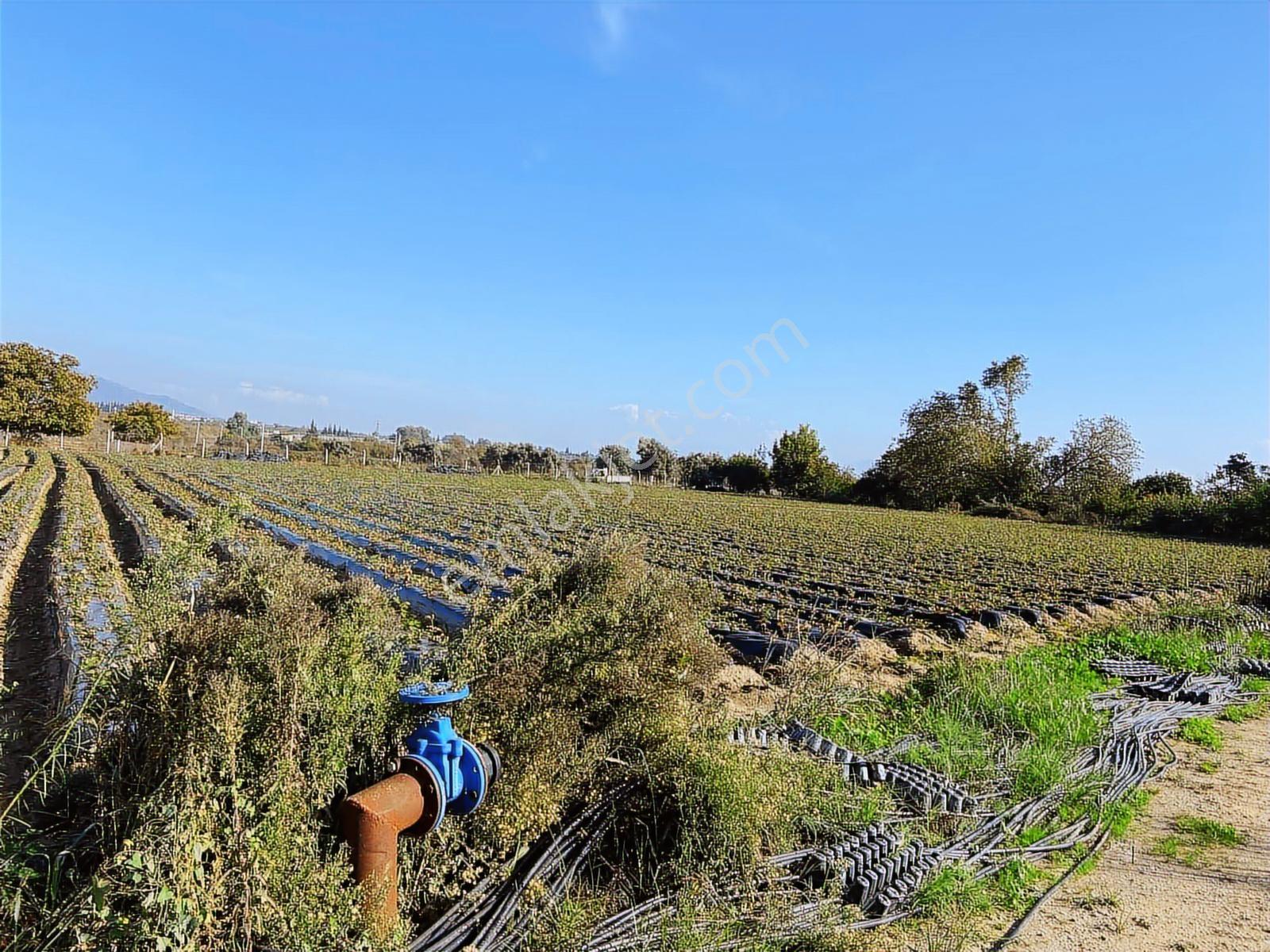 Aydın Efeler Kızılcaköy De Satılık 6.500 M2 Hisseli Tarla - Görsel 4
