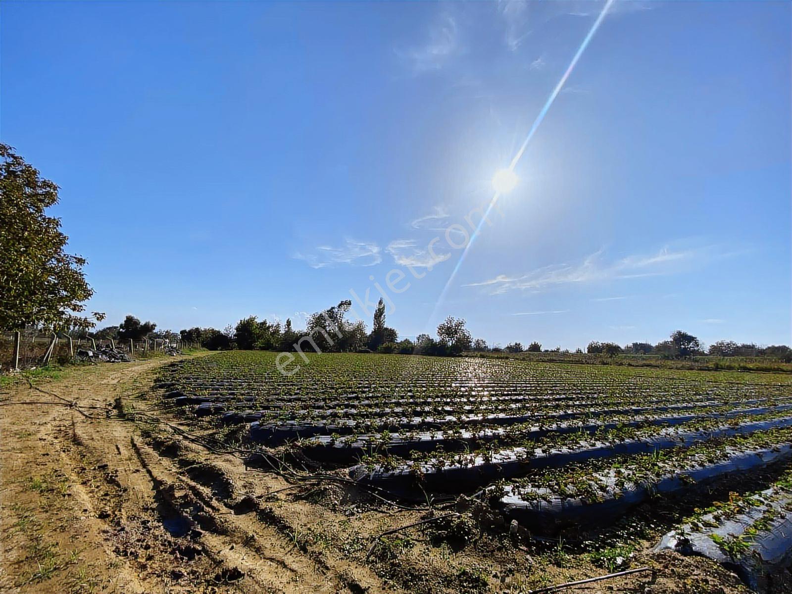 Aydın Efeler Kızılcaköy De Satılık 6.500 M2 Hisseli Tarla - Görsel 6