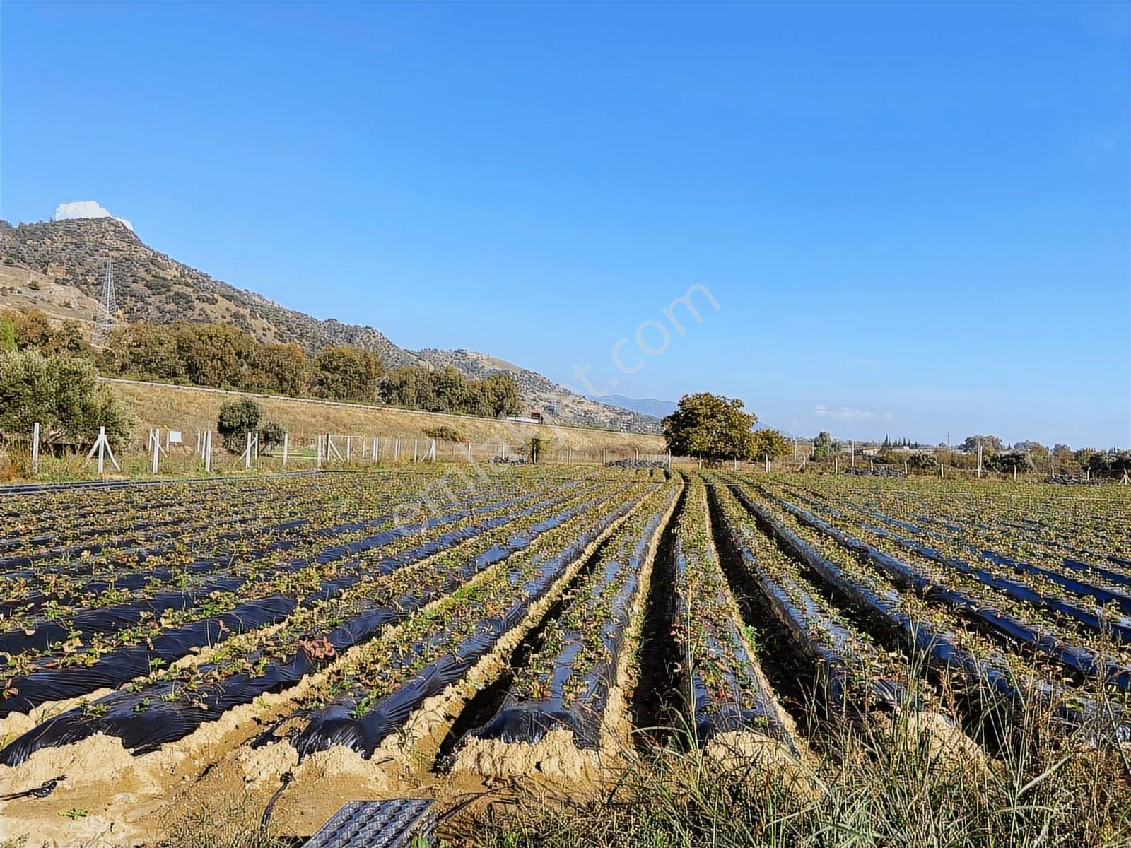 Aydın Efeler Kızılcaköy De Satılık 6.500 M2 Hisseli Tarla - Görsel 7