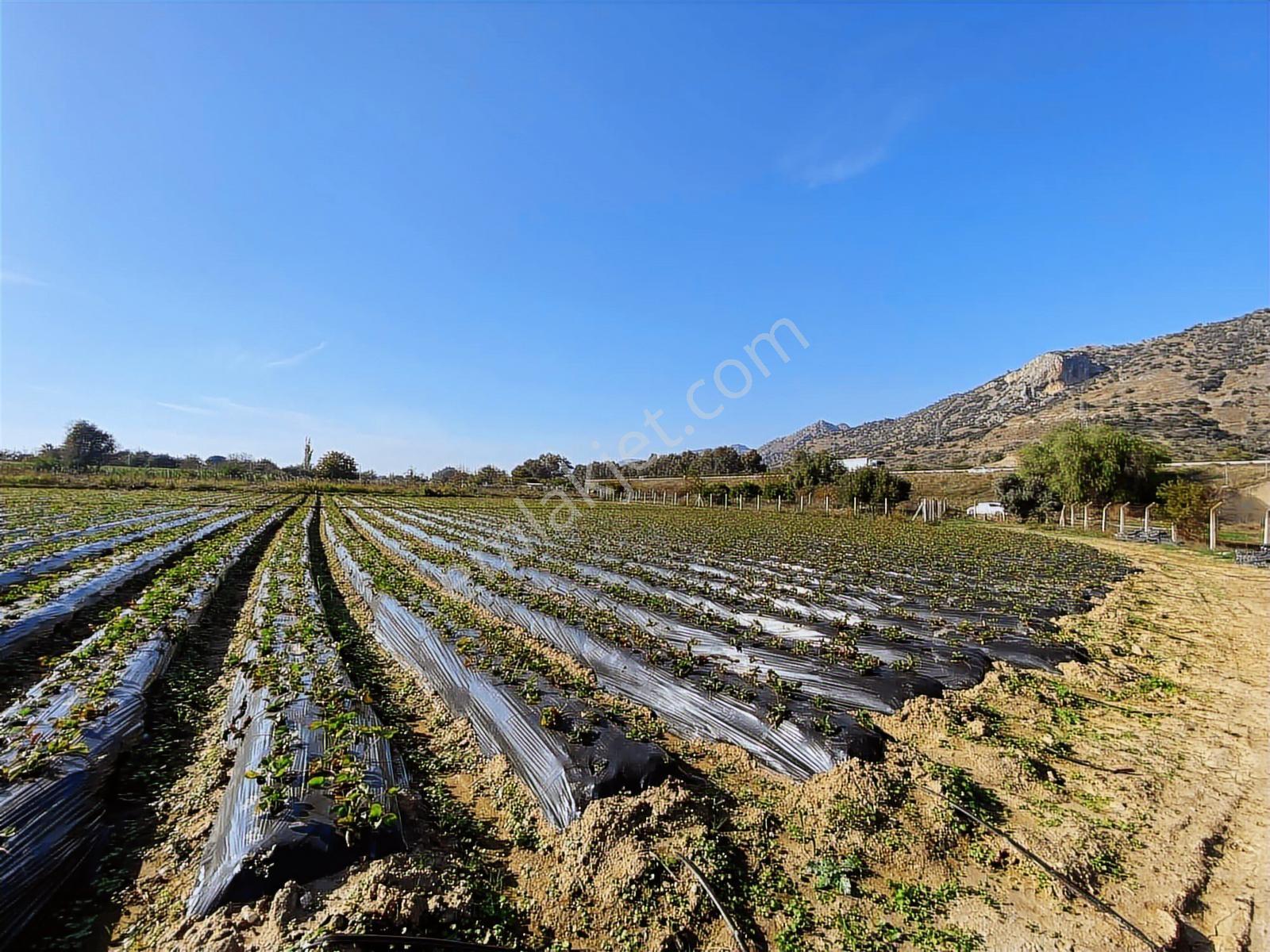 Aydın Efeler Kızılcaköy De Satılık 6.500 M2 Hisseli Tarla - Görsel 17