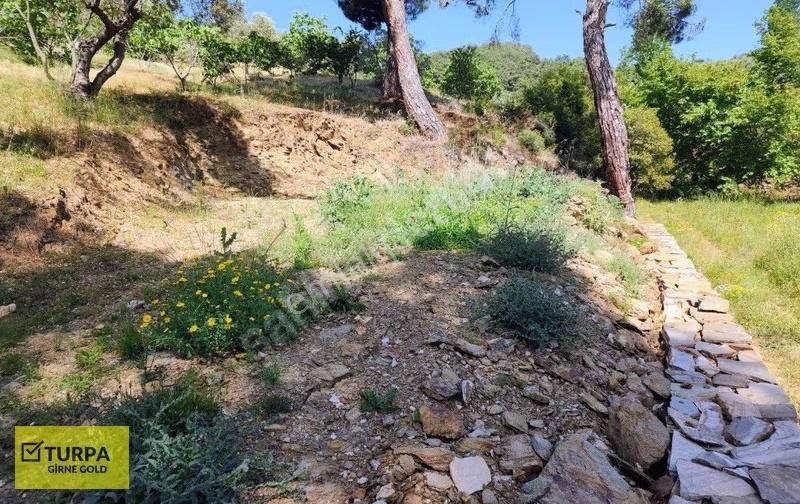 İzmir Bayındır Söğütören'de Satılık Tek Tapu 200m2 Zeytinlik - Görsel 3