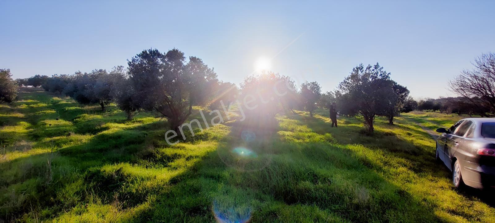 150 Adet Yetişkin Zeytin Ağacı Olan 7650 M2 Yolu Olan Tarla - Görsel 10