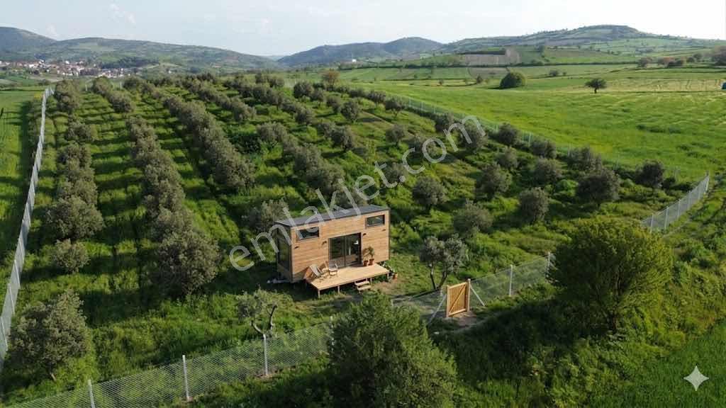 150 Adet Yetişkin Zeytin Ağacı Olan 7650 M2 Yolu Olan Tarla - Görsel 4