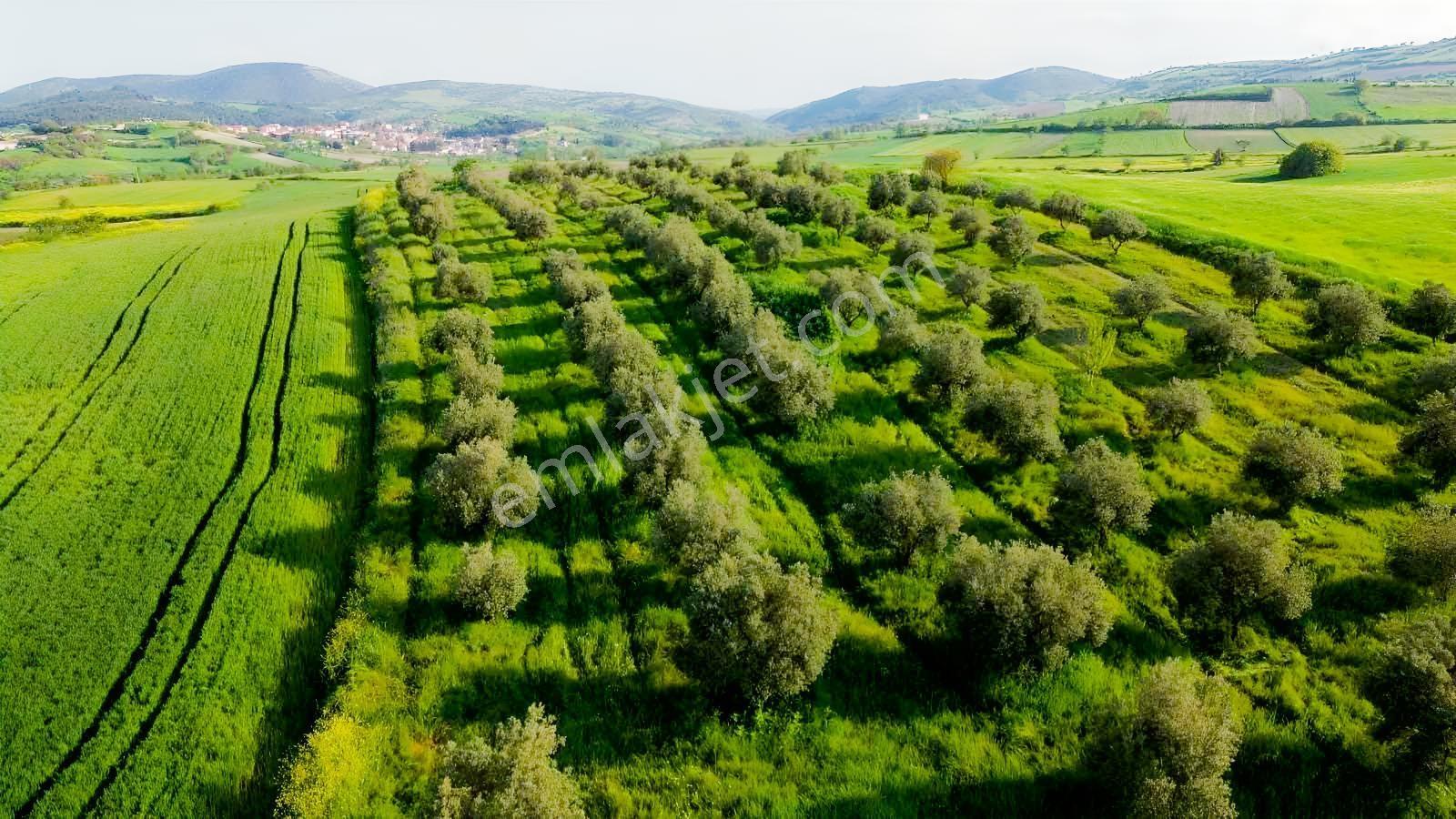 150 Adet Yetişkin Zeytin Ağacı Olan 7650 M2 Yolu Olan Tarla - Görsel 3