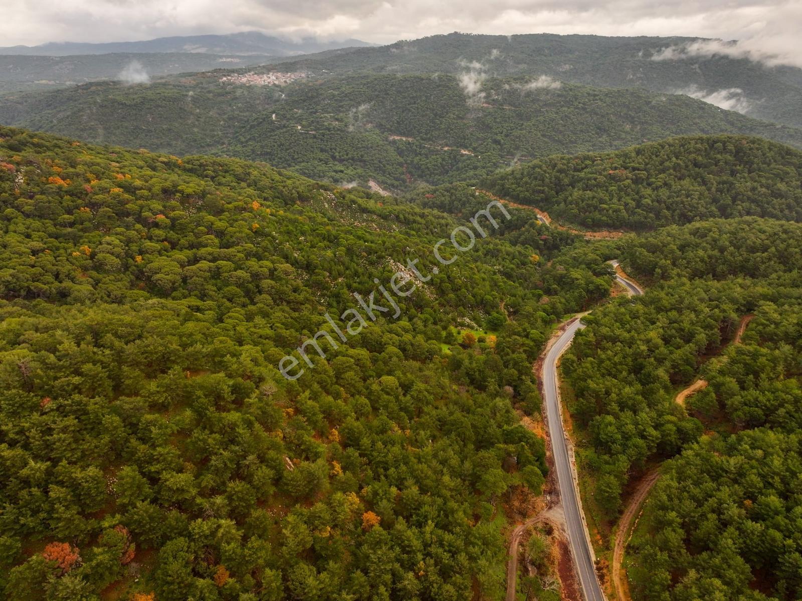 Dikili'de Ful Fıstık Ormanından Oluşan 140.000 M2 Satılık Arazi - Görsel 2