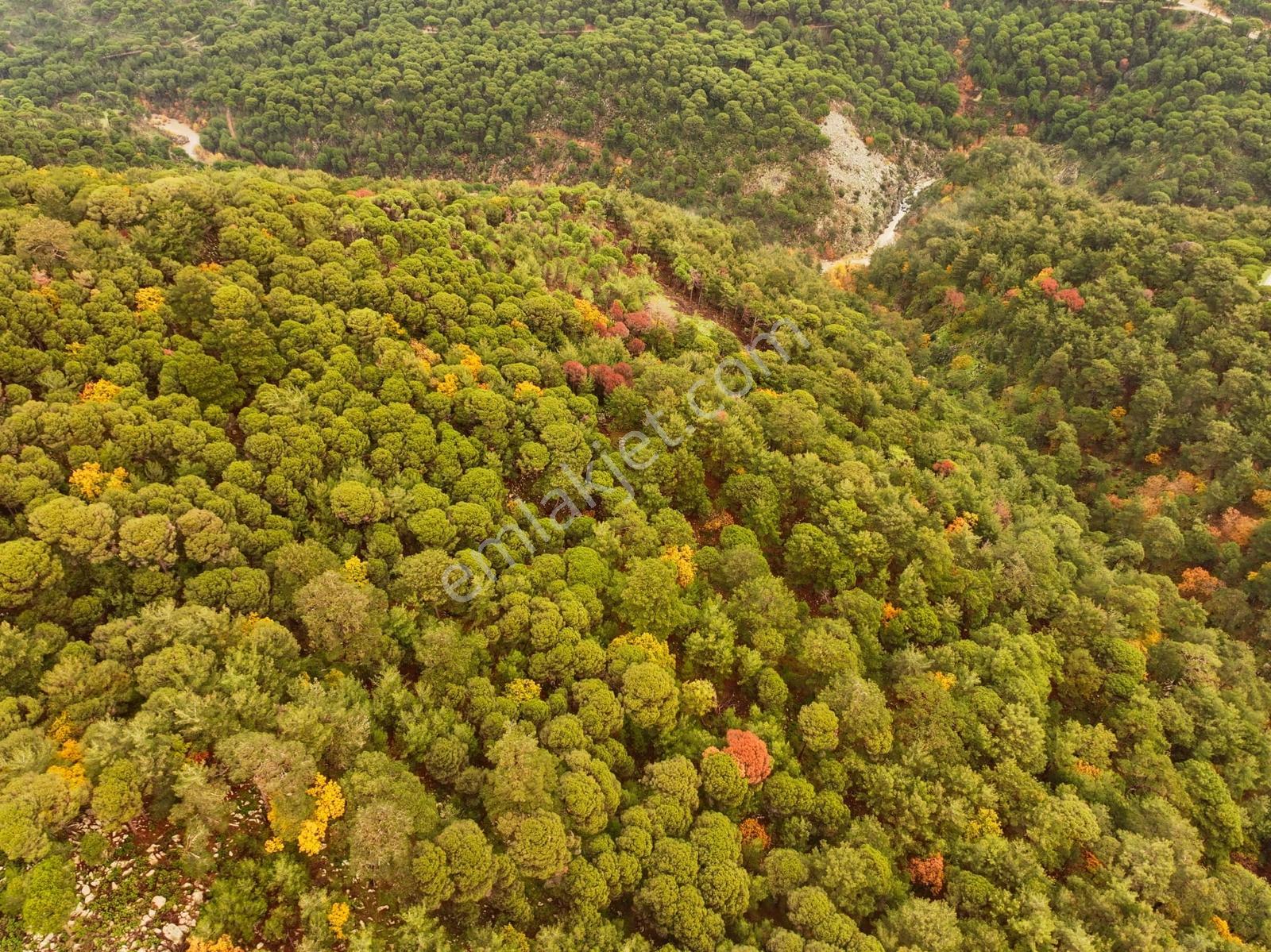 Dikili'de Ful Fıstık Ormanından Oluşan 140.000 M2 Satılık Arazi - Görsel 23