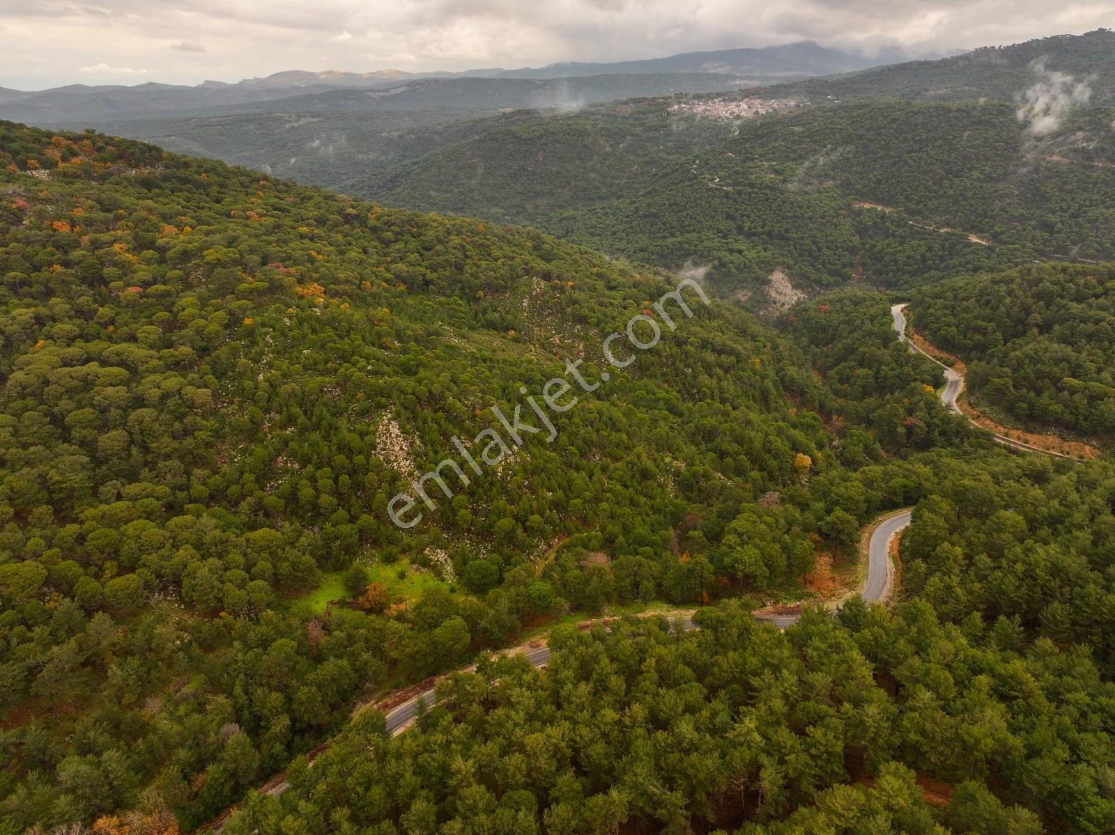 Dikili'de Ful Fıstık Ormanından Oluşan 140.000 M2 Satılık Arazi - Görsel 17