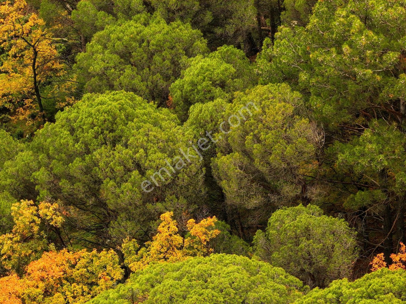 Dikili'de Ful Fıstık Ormanından Oluşan 140.000 M2 Satılık Arazi - Görsel 32