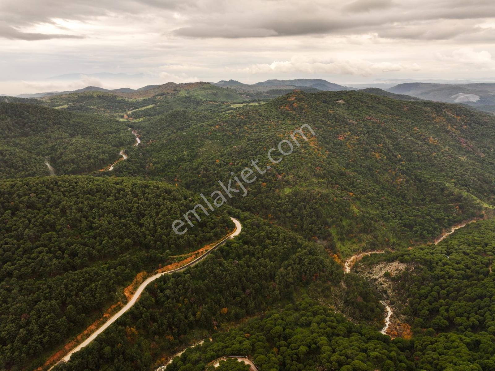 Dikili'de Ful Fıstık Ormanından Oluşan 140.000 M2 Satılık Arazi - Görsel 21