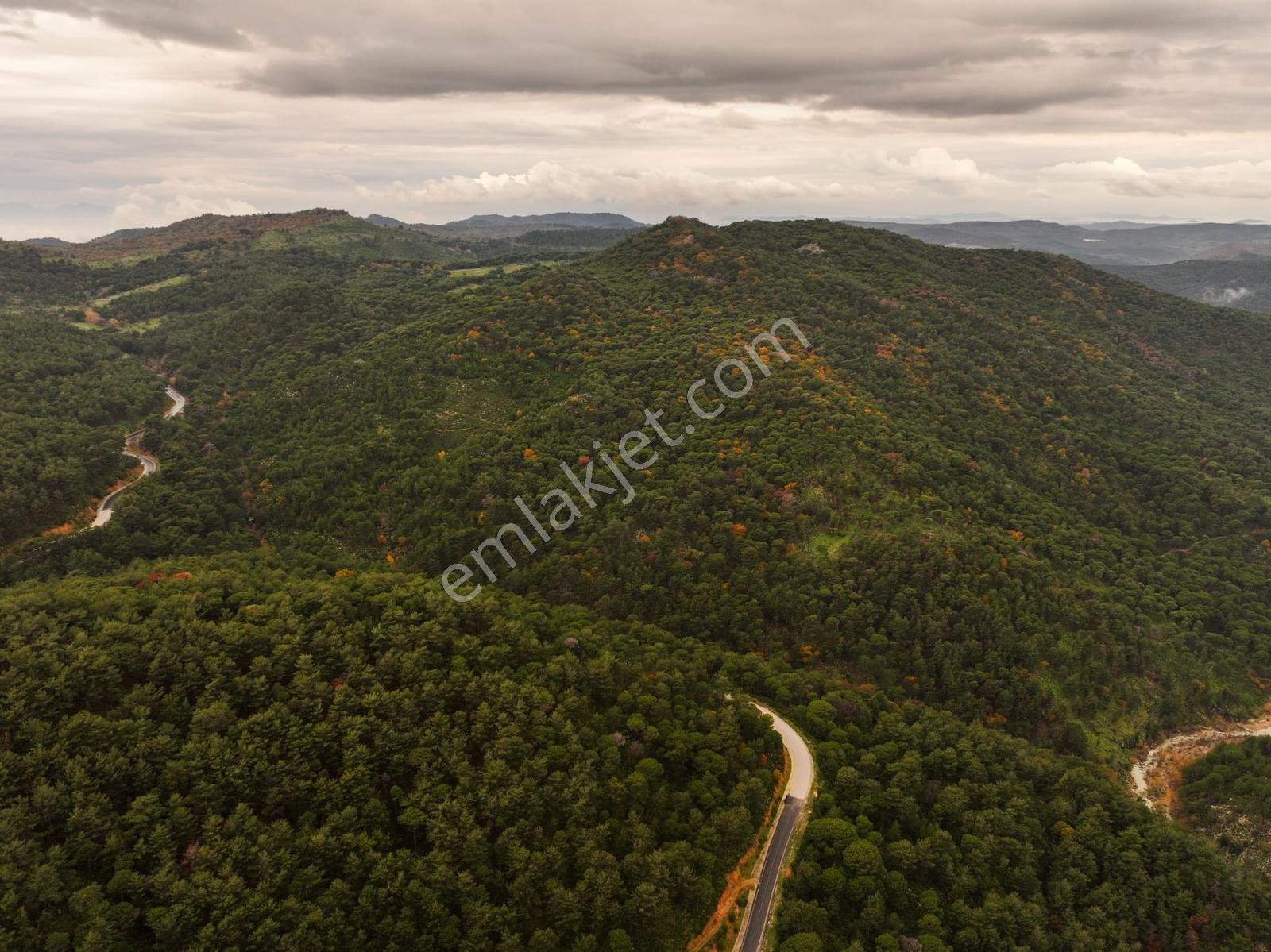 Dikili'de Ful Fıstık Ormanından Oluşan 140.000 M2 Satılık Arazi - Görsel 11