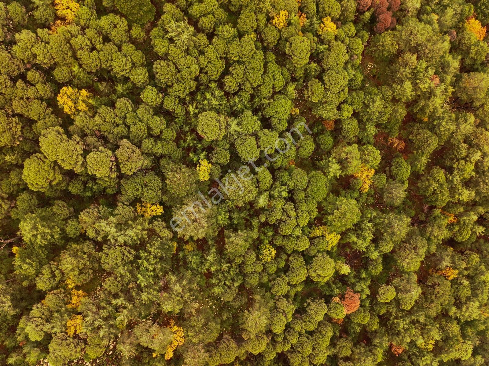 Dikili'de Ful Fıstık Ormanından Oluşan 140.000 M2 Satılık Arazi - Görsel 15