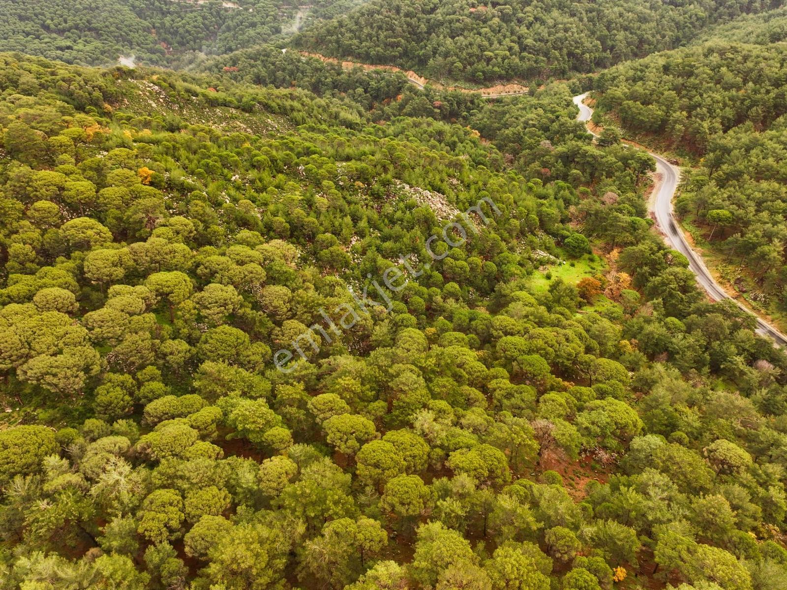 Dikili'de Ful Fıstık Ormanından Oluşan 140.000 M2 Satılık Arazi - Görsel 3