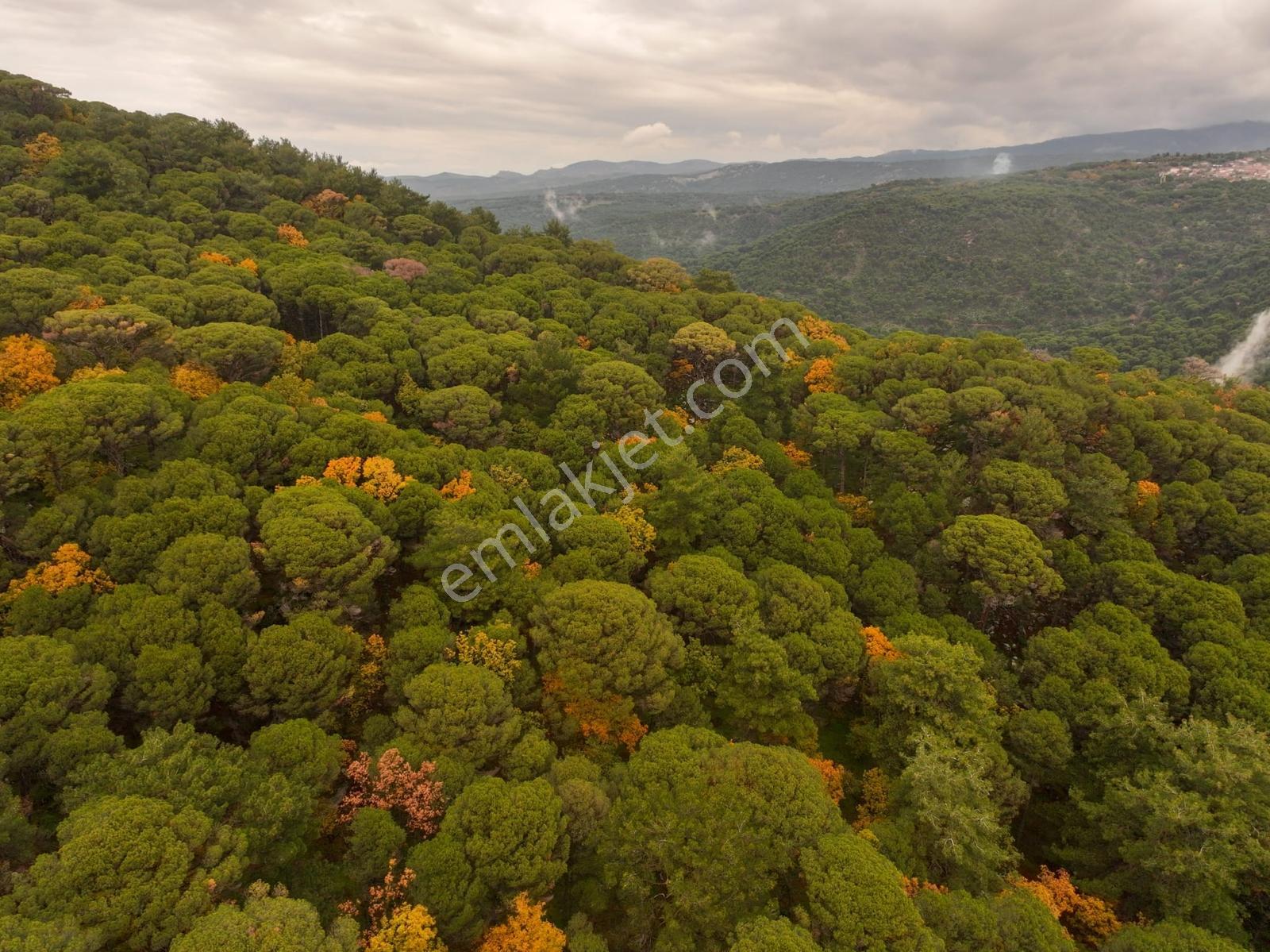 Dikili'de Ful Fıstık Ormanından Oluşan 140.000 M2 Satılık Arazi - Görsel 31