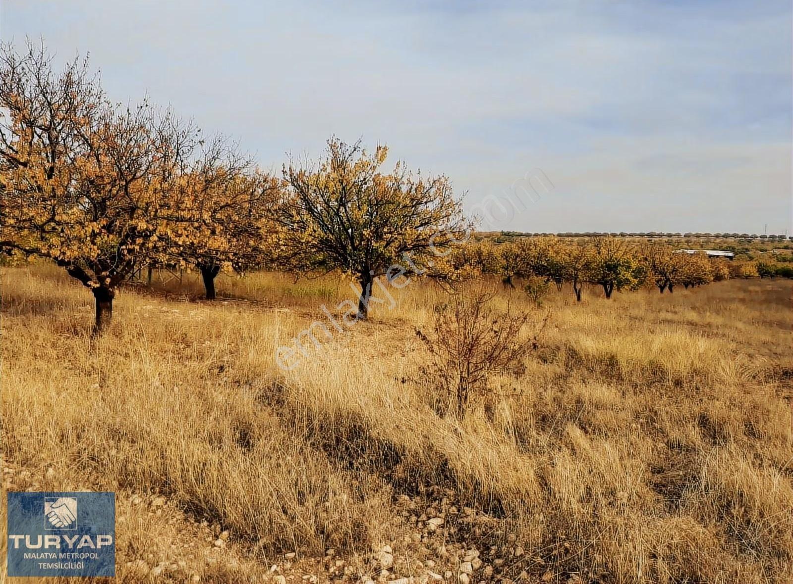 Turyap'tan Hava Alanı Yolu Üzerinde 9000 M² Satılık Bahçe - Görsel 21