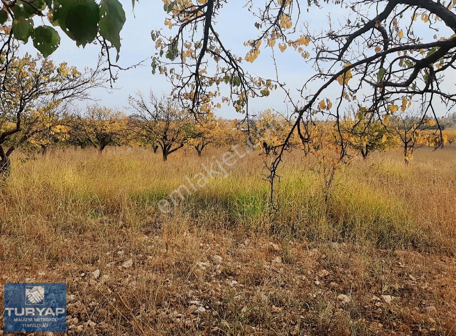Turyap'tan Hava Alanı Yolu Üzerinde 9000 M² Satılık Bahçe - Görsel 19