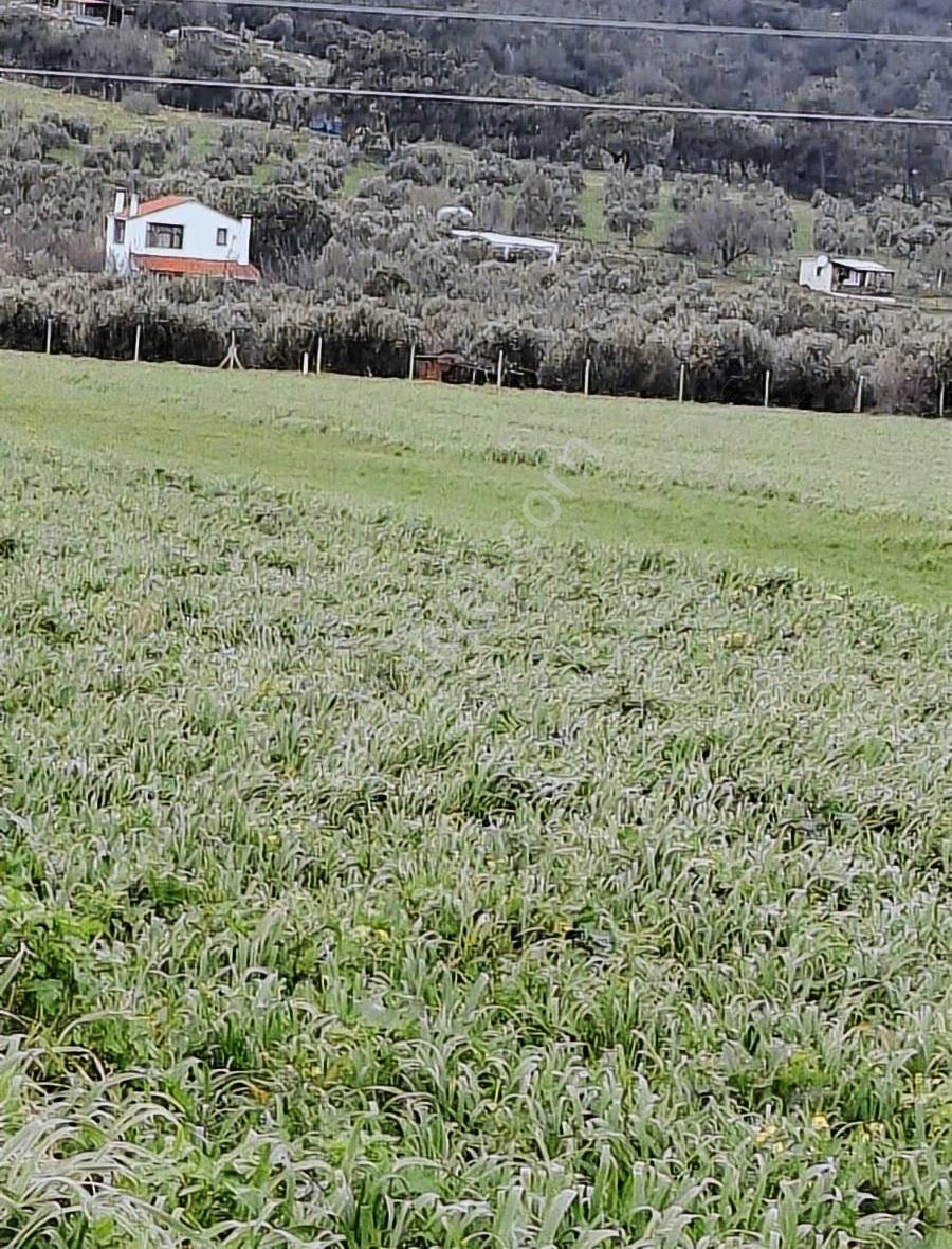 Foça Yeni Bağa Rasında 145 M2 Bahçe Acil Satılıktır - Görsel 16