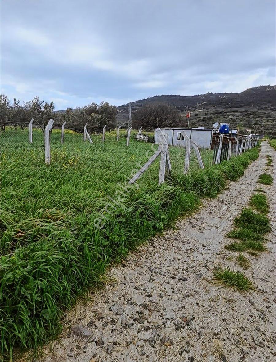 Foça Yeni Bağa Rasında 145 M2 Bahçe Acil Satılıktır - Görsel 19