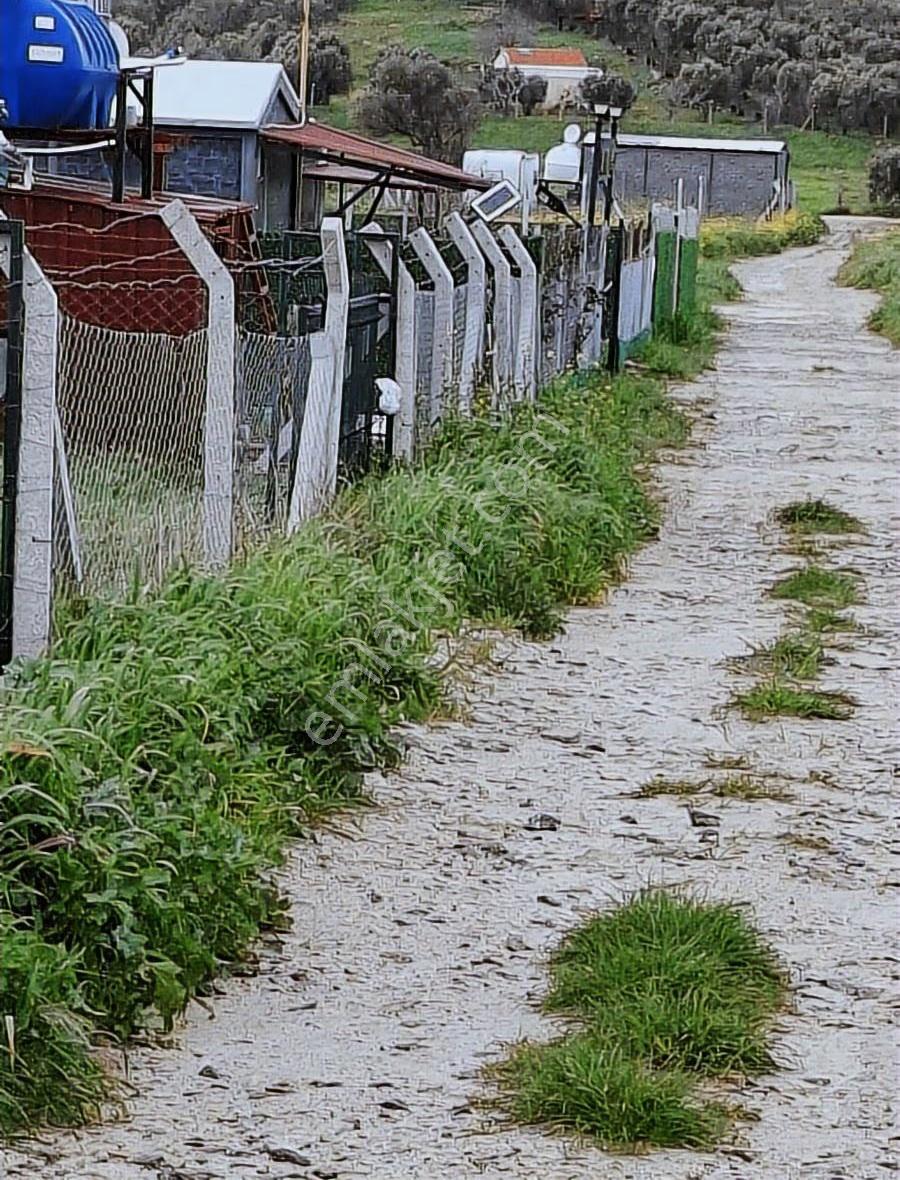 Foça Yeni Bağa Rasında 145 M2 Bahçe Acil Satılıktır - Görsel 22