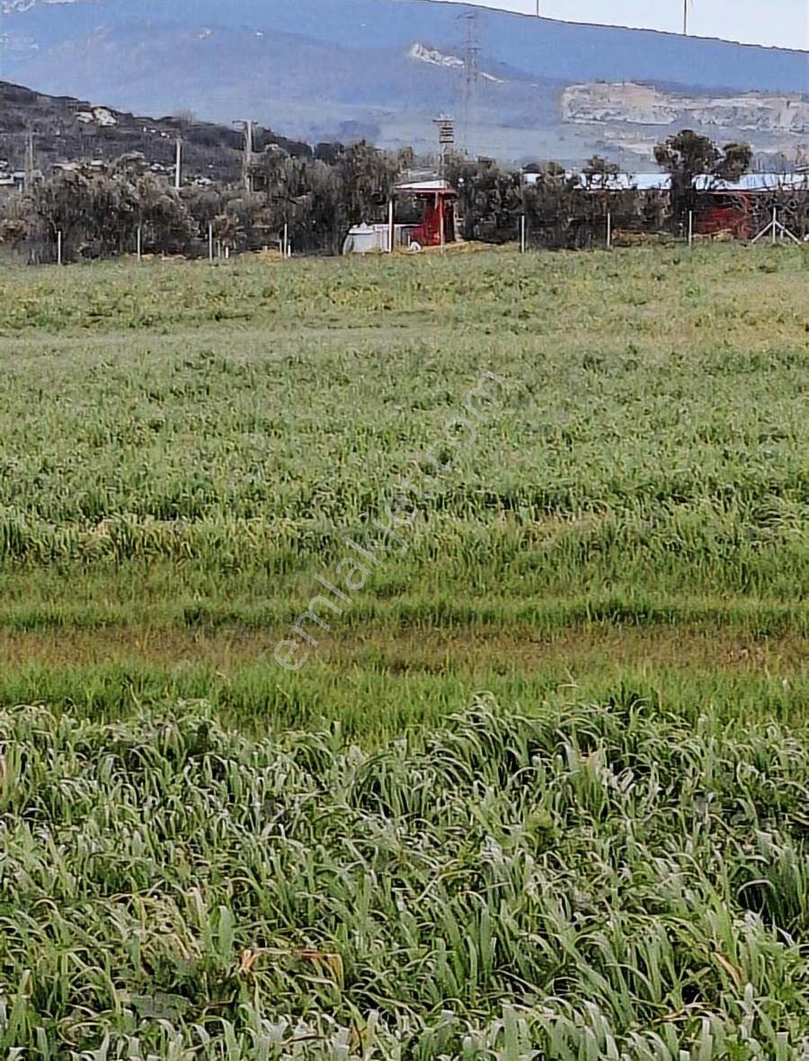 Foça Yeni Bağa Rasında 145 M2 Bahçe Acil Satılıktır - Görsel 17