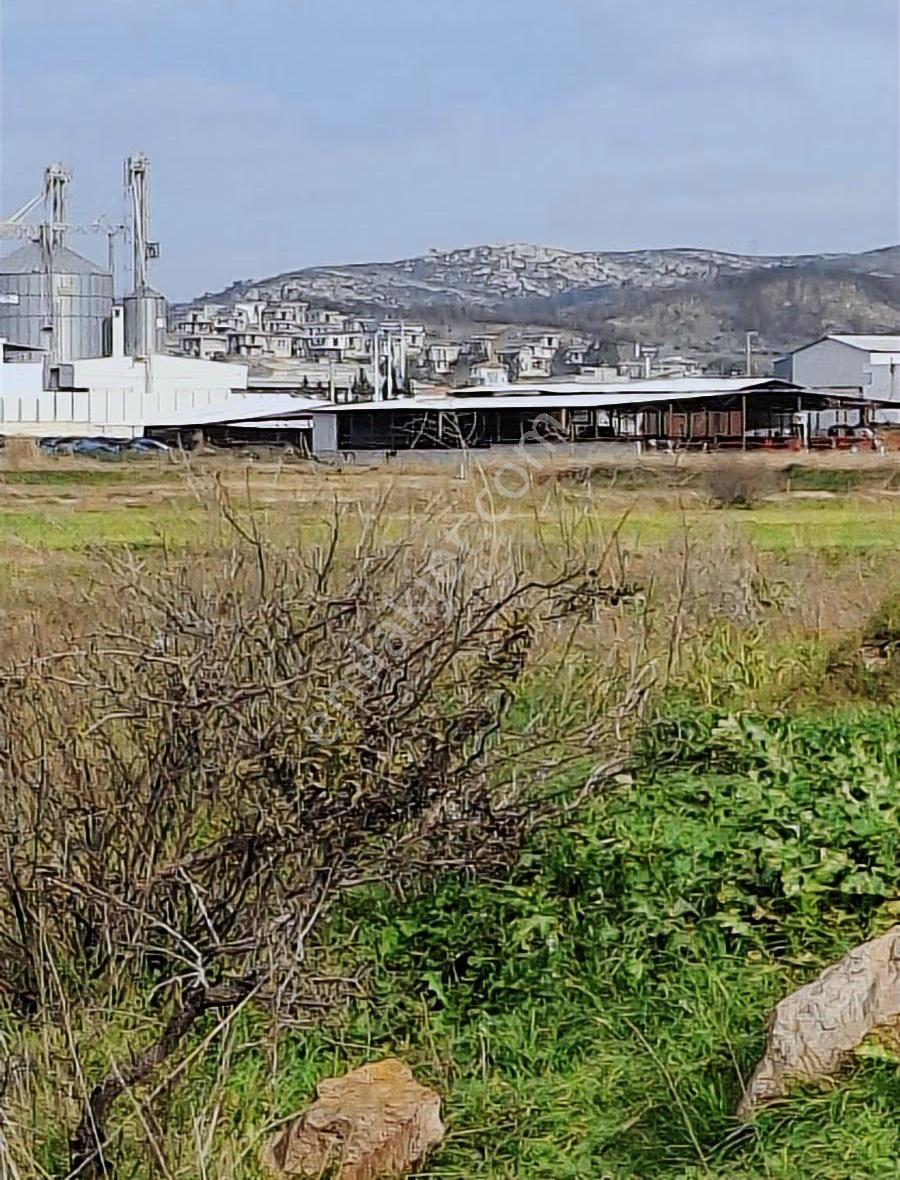 Foça Gerenköyde 540 M2 Bahçe Acil Satılıktır - Görsel 12
