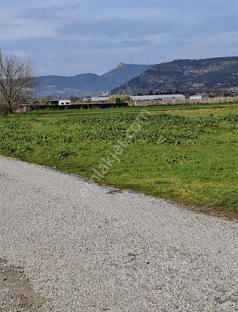 Foça Gerenköyde 540 M2 Bahçe Acil Satılıktır - Görsel 8