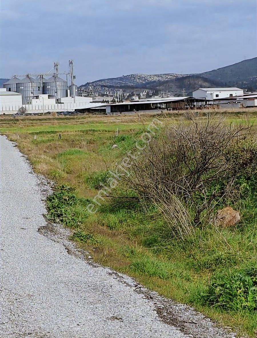 Foça Gerenköyde 540 M2 Bahçe Acil Satılıktır - Görsel 27