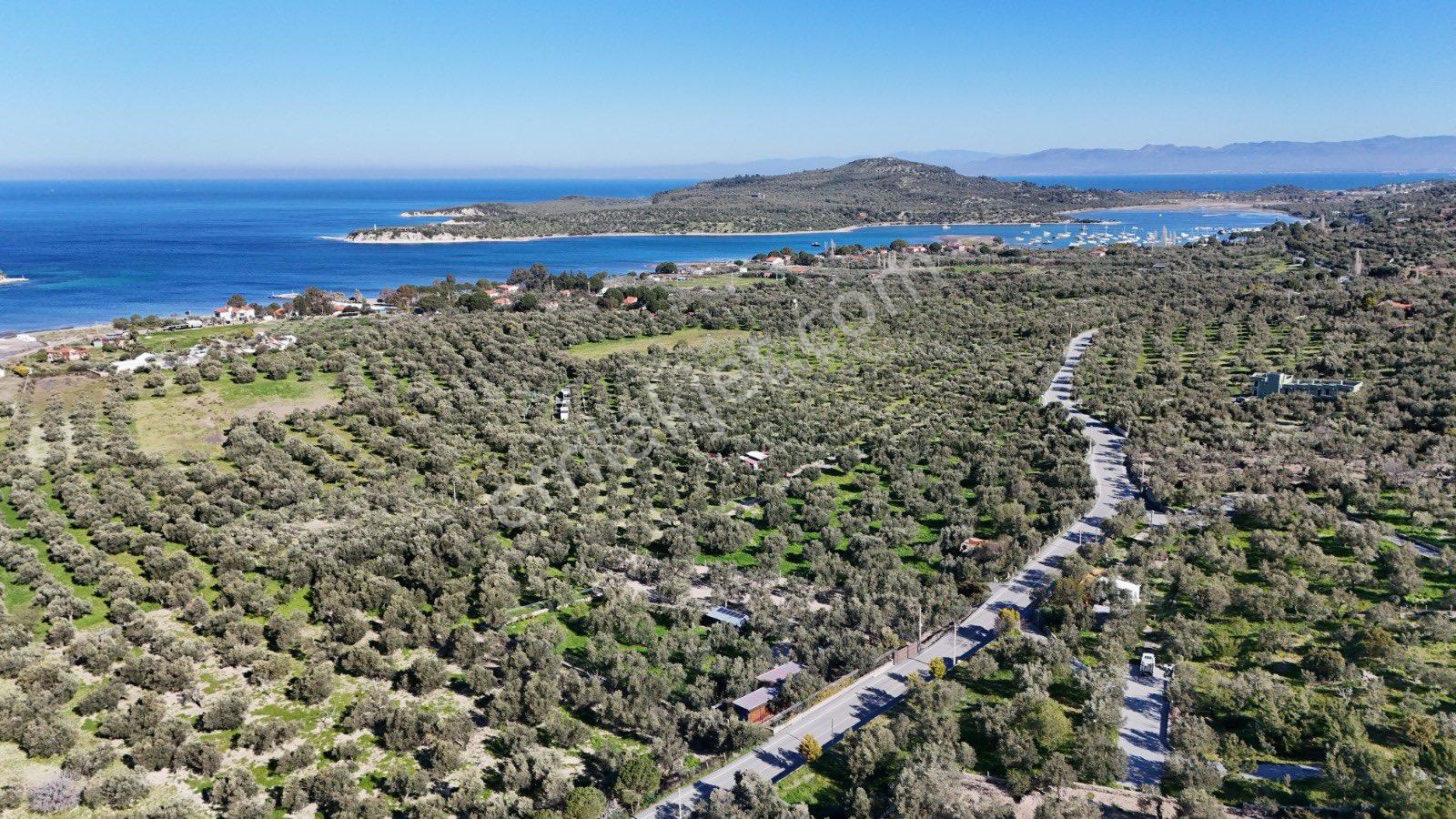 Bademli‘de Dikili Belediyesi Turizm Kültür İmar Çalışması İçin De Kalan Tarlamız Satılıktır - Görsel 2