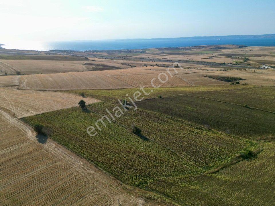Gelibolu Bolayır 9245 M2 Satılık Yatırımlık Hesaplı Tarla - Görsel 14