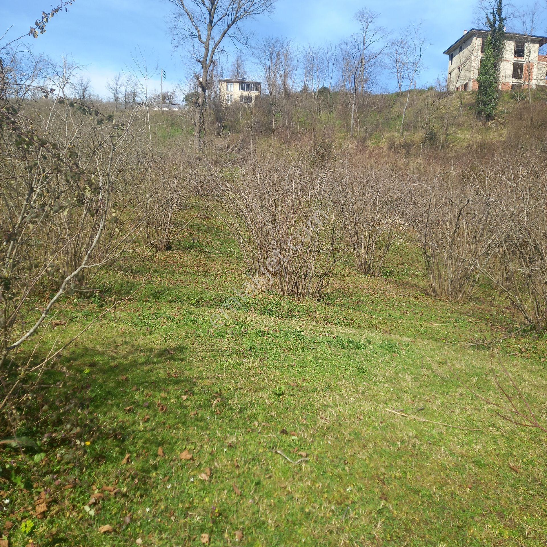 Ordu Efirli Mah Mevkiinde 9000 M2 Arsamız Satılıktır - Görsel 24