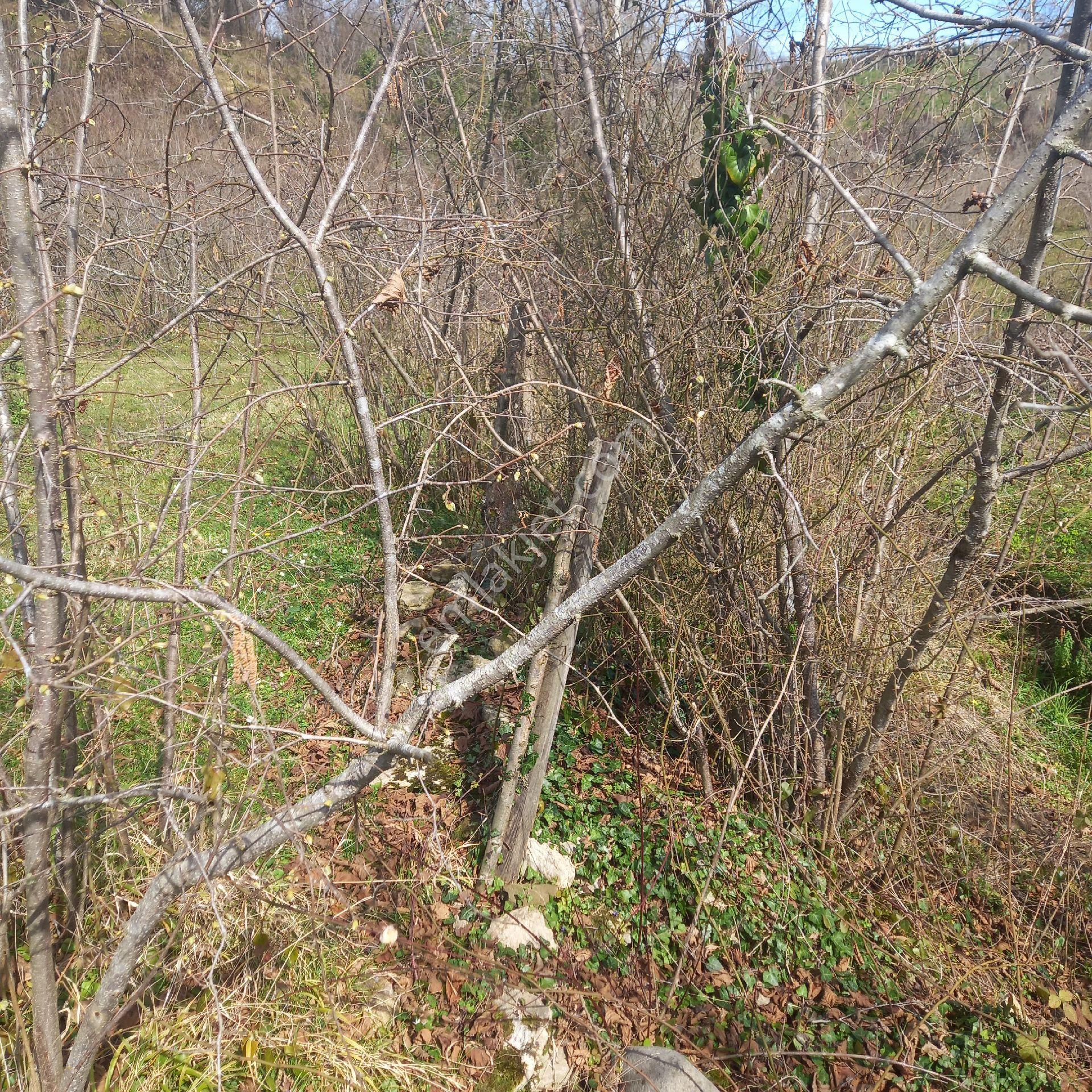 Ordu Efirli Mah Mevkiinde 9000 M2 Arsamız Satılıktır - Görsel 29