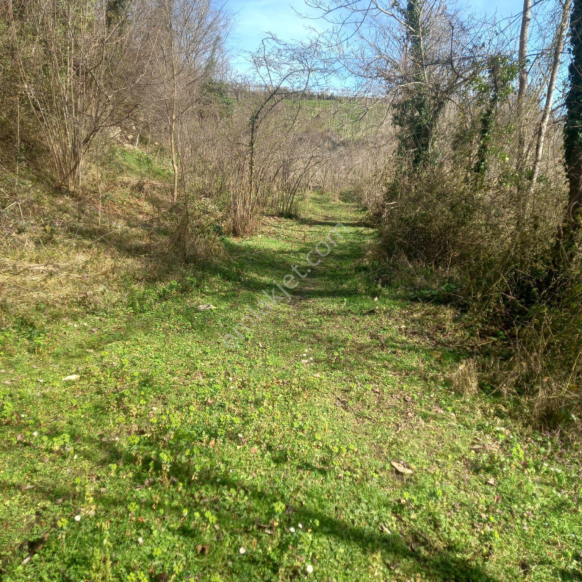 Ordu Efirli Mah Mevkiinde 9000 M2 Arsamız Satılıktır - Görsel 15