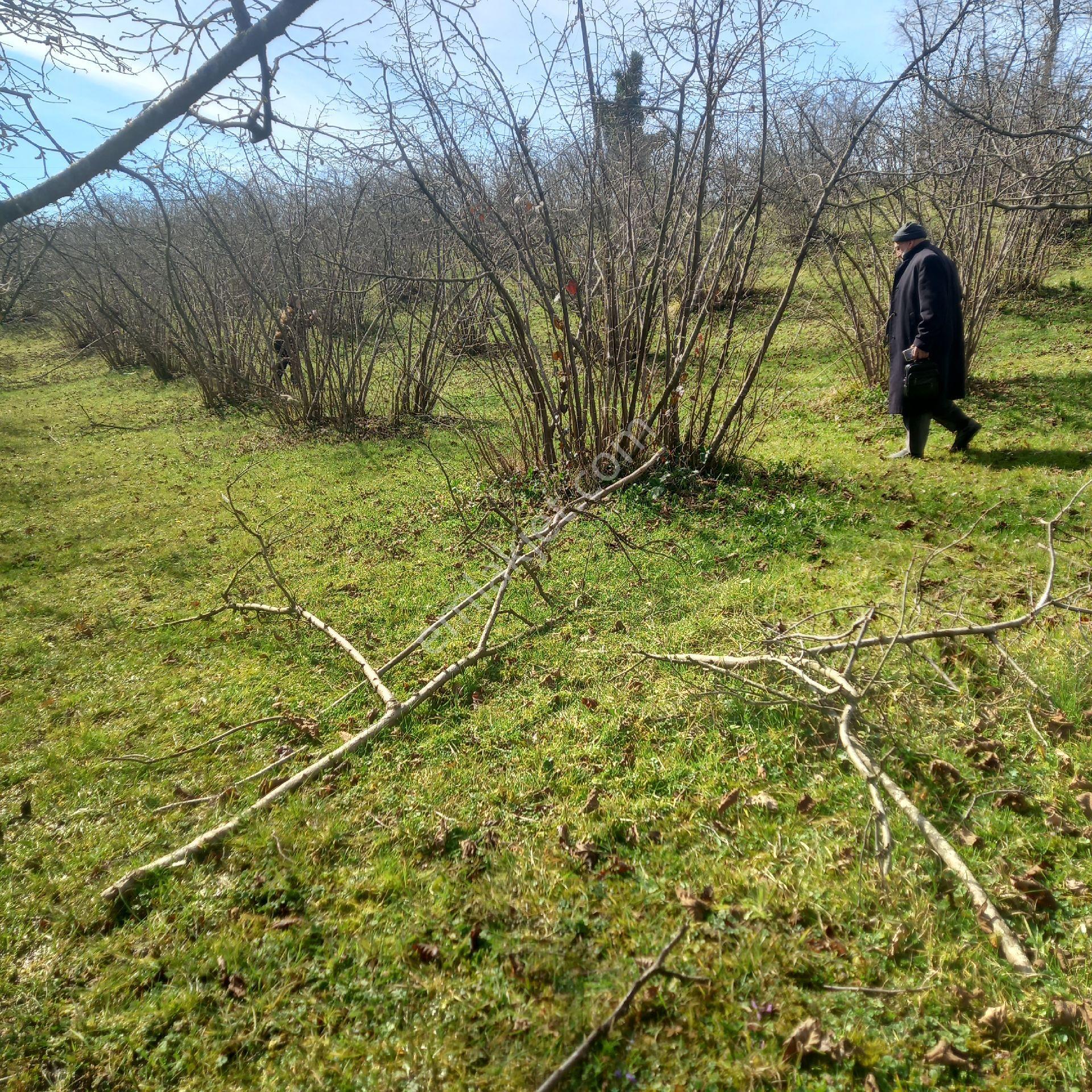 Ordu Efirli Mah Mevkiinde 9000 M2 Arsamız Satılıktır - Görsel 33
