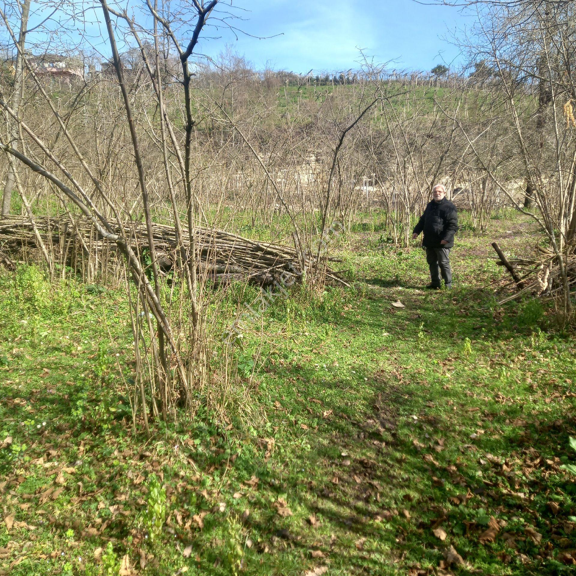 Ordu Efirli Mah Mevkiinde 9000 M2 Arsamız Satılıktır - Görsel 3