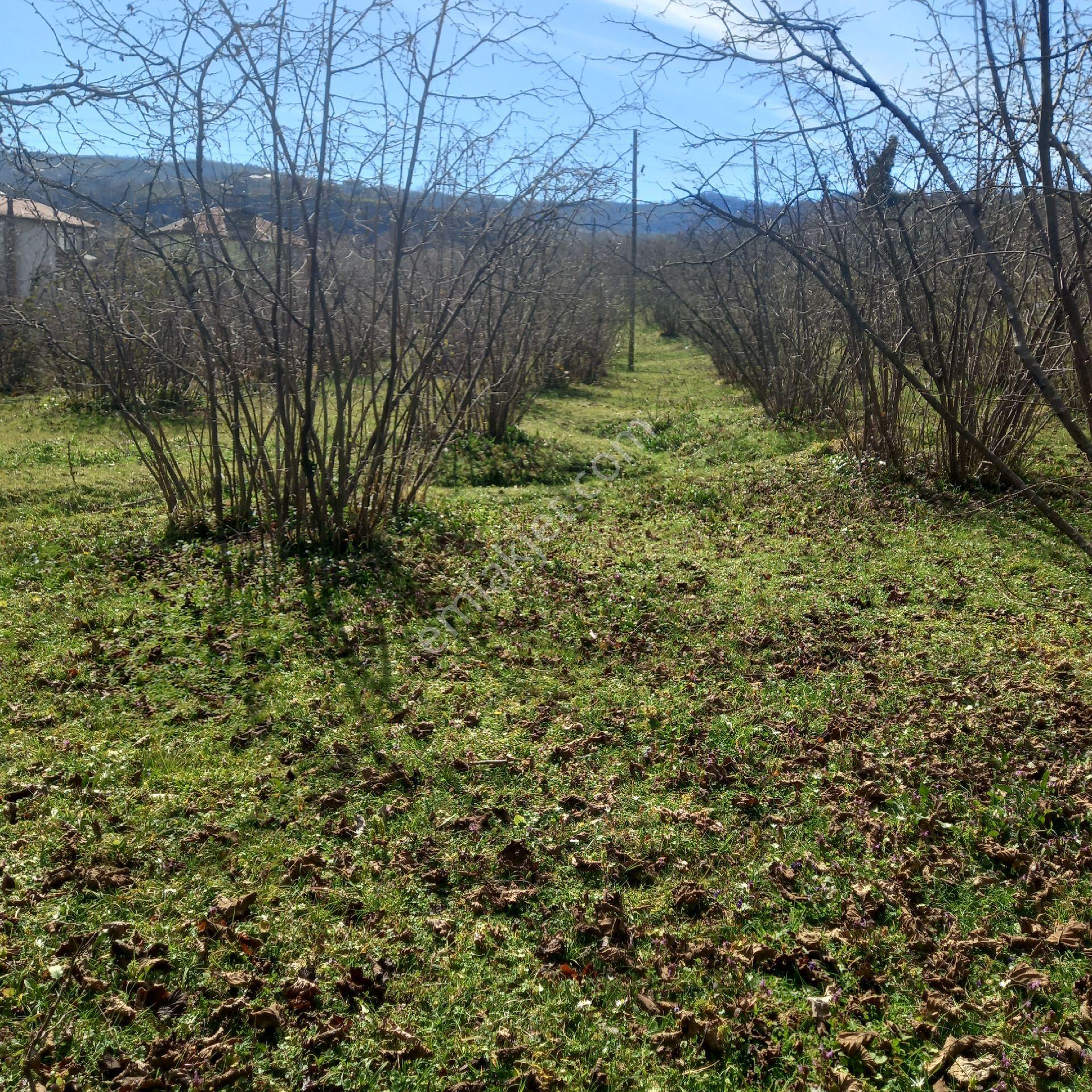 Ordu Efirli Mah Mevkiinde 9000 M2 Arsamız Satılıktır - Görsel 30