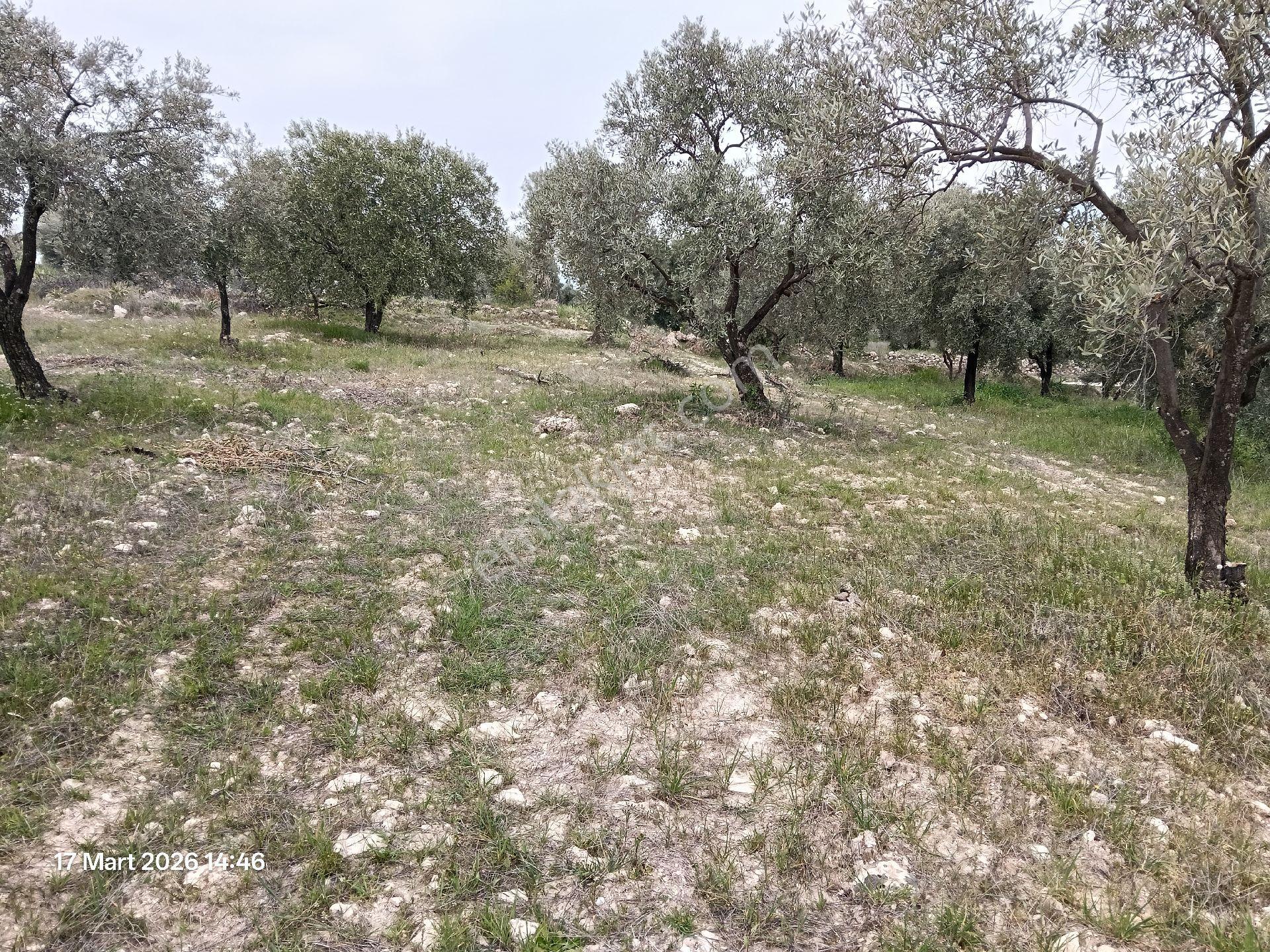 Bozdoğan Koyuncular Mahallesinde Satılık Zeytinlik - Görsel 34