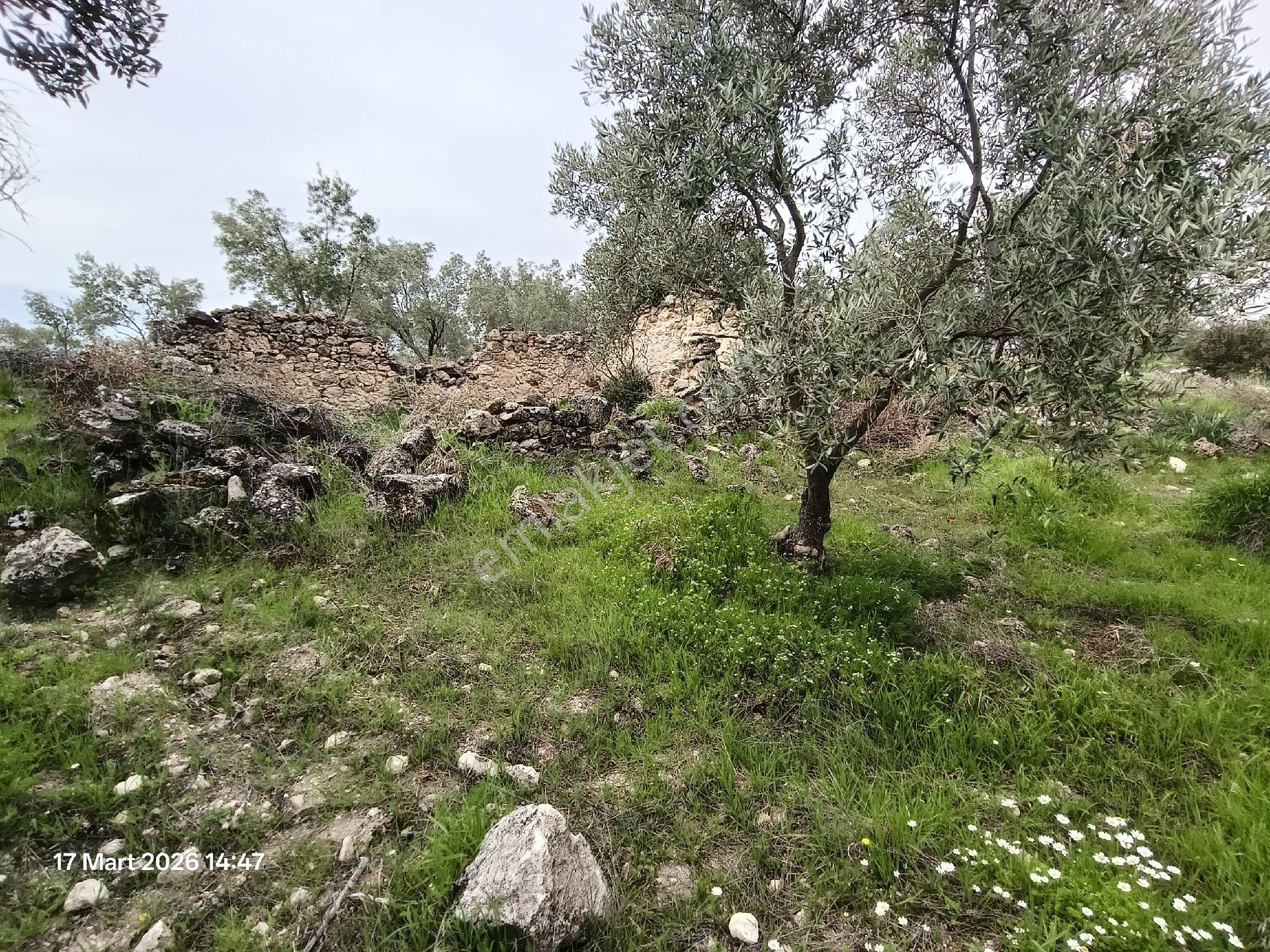 Bozdoğan Koyuncular Mahallesinde Satılık Zeytinlik - Görsel 28