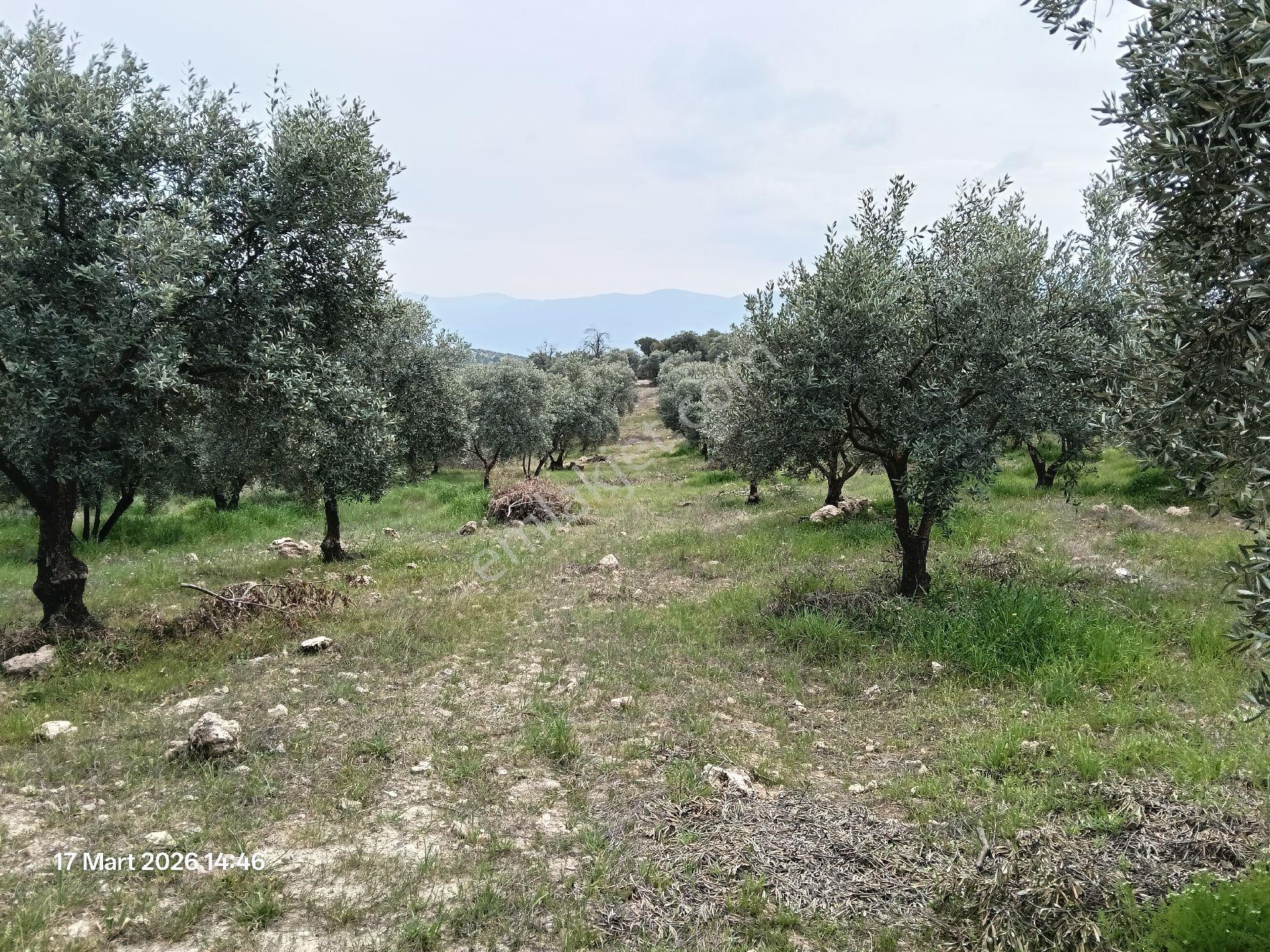 Bozdoğan Koyuncular Mahallesinde Satılık Zeytinlik - Görsel 32