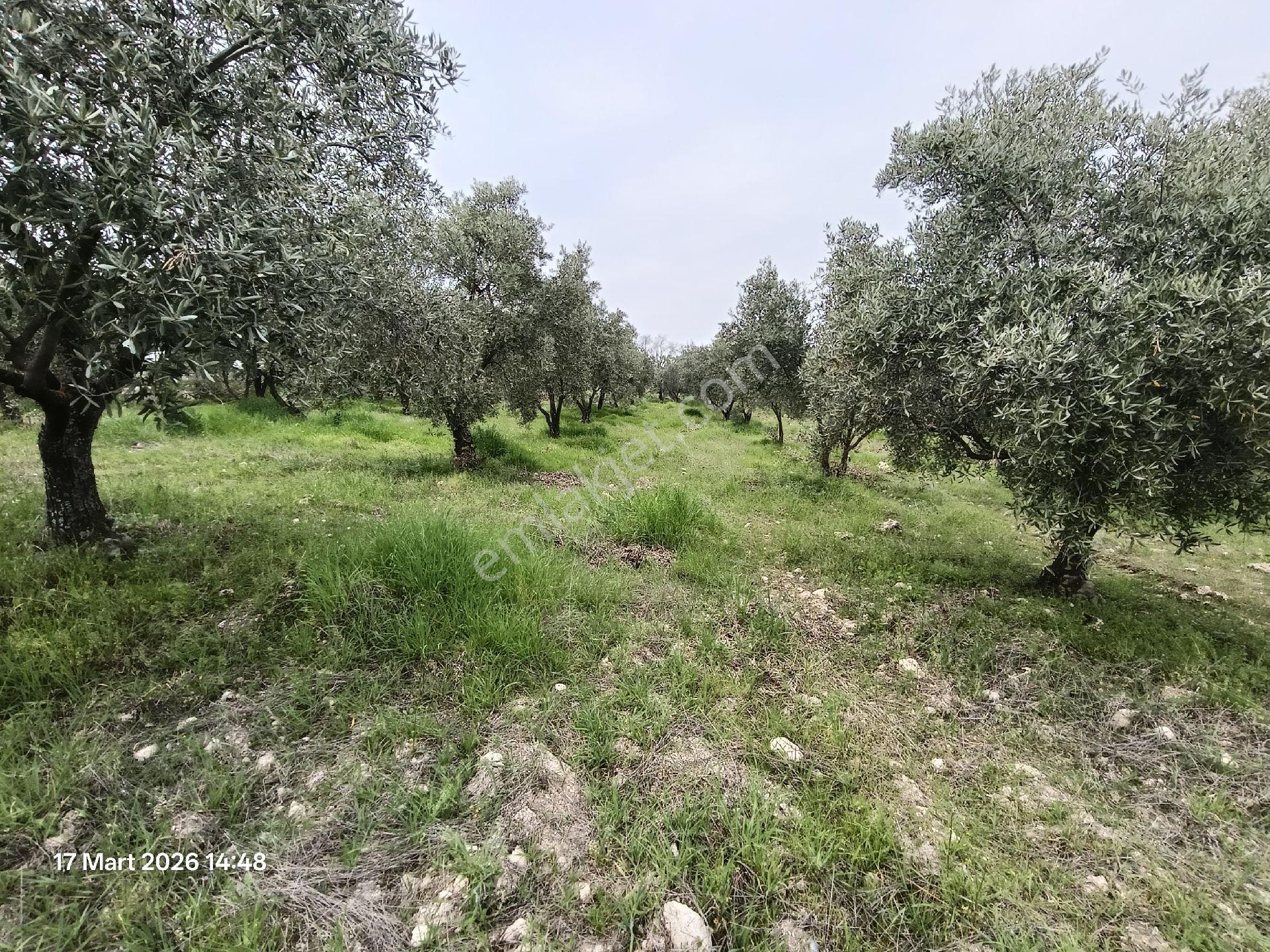 Bozdoğan Koyuncular Mahallesinde Satılık Zeytinlik - Görsel 23