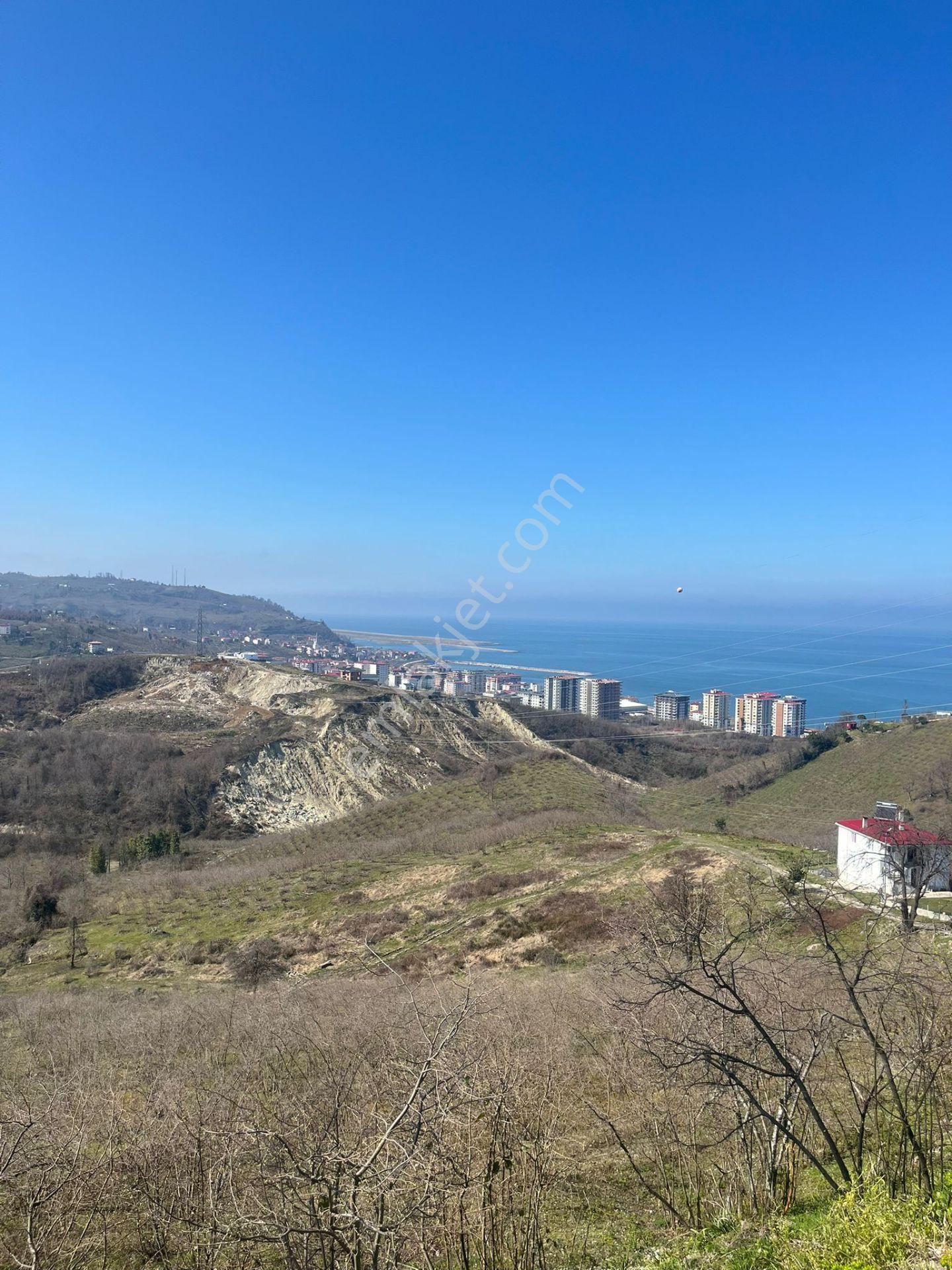 Piraziz Maden Mah.6920 M² Deniz Manzaralı Satılık Fındık Bahçesi